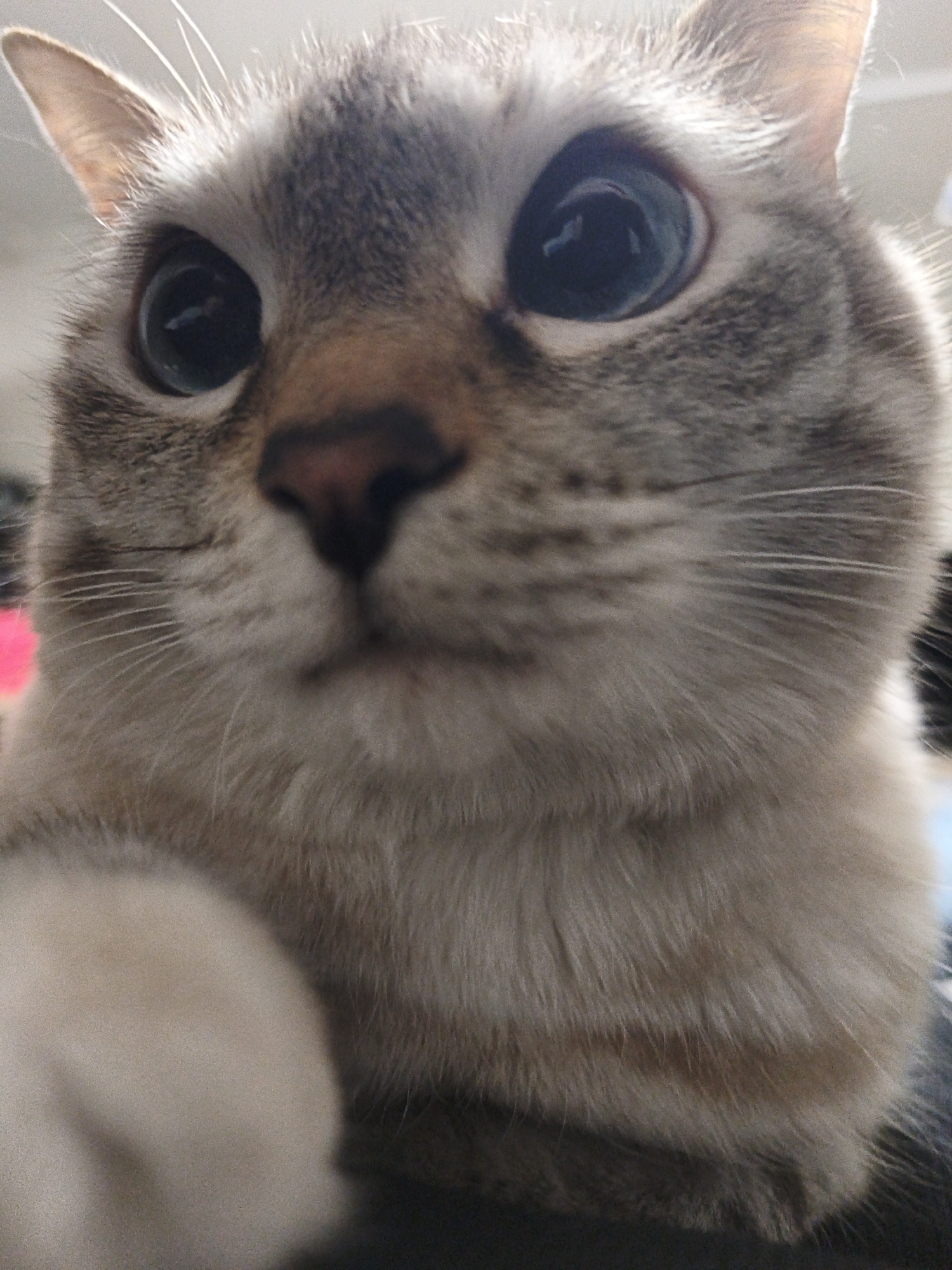 A close-up, slightly distorted, portrait of a cat. The cat has light gray and tan fur, large blue eyes, and a pink nose. The cat is the primary subject, taking up most of the frame. A blurred paw appears in the lower left corner. The background is indistinct. The location cannot be determined.