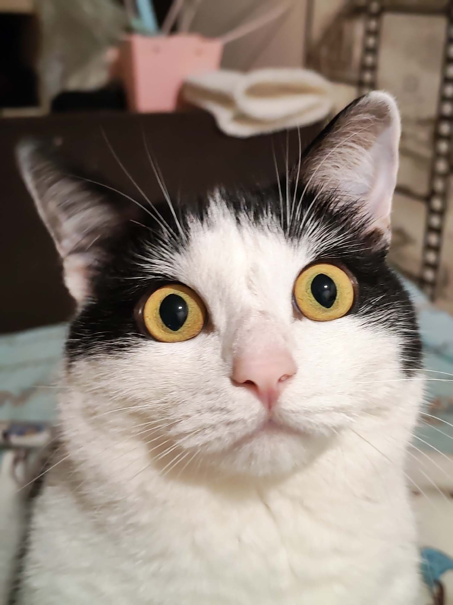 A close-up, head-on shot shows a black and white cat with large, bright yellow eyes and a pink nose. The cat's fur is predominantly white with black markings around its ears and eyes. Its whiskers are prominent. The background is softly blurred, showing hints of a patterned surface and some objects that appear to be in a domestic setting. The lighting suggests it is indoors. There is no indication of the location being in the city of Chaikovsky, Russia.