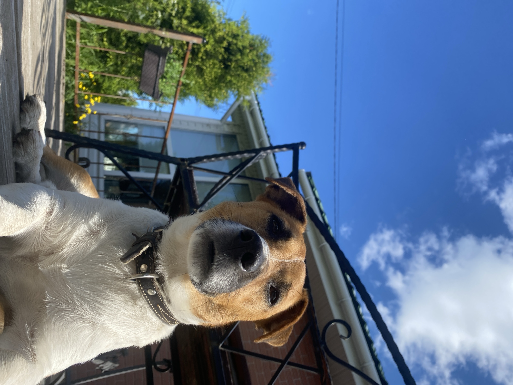 In Bol'shoe Zaborod'e, Russia, a short-haired, tan and white dog with a brown leather collar is lying on a wooden deck outdoors. The dog is facing the camera, with its head slightly tilted. The background includes a house with a white exterior and green roof, a tree, and a bright blue sky with scattered white clouds. A metal railing and a portion of a dark metal chair are also visible. The lighting suggests it is a sunny day.