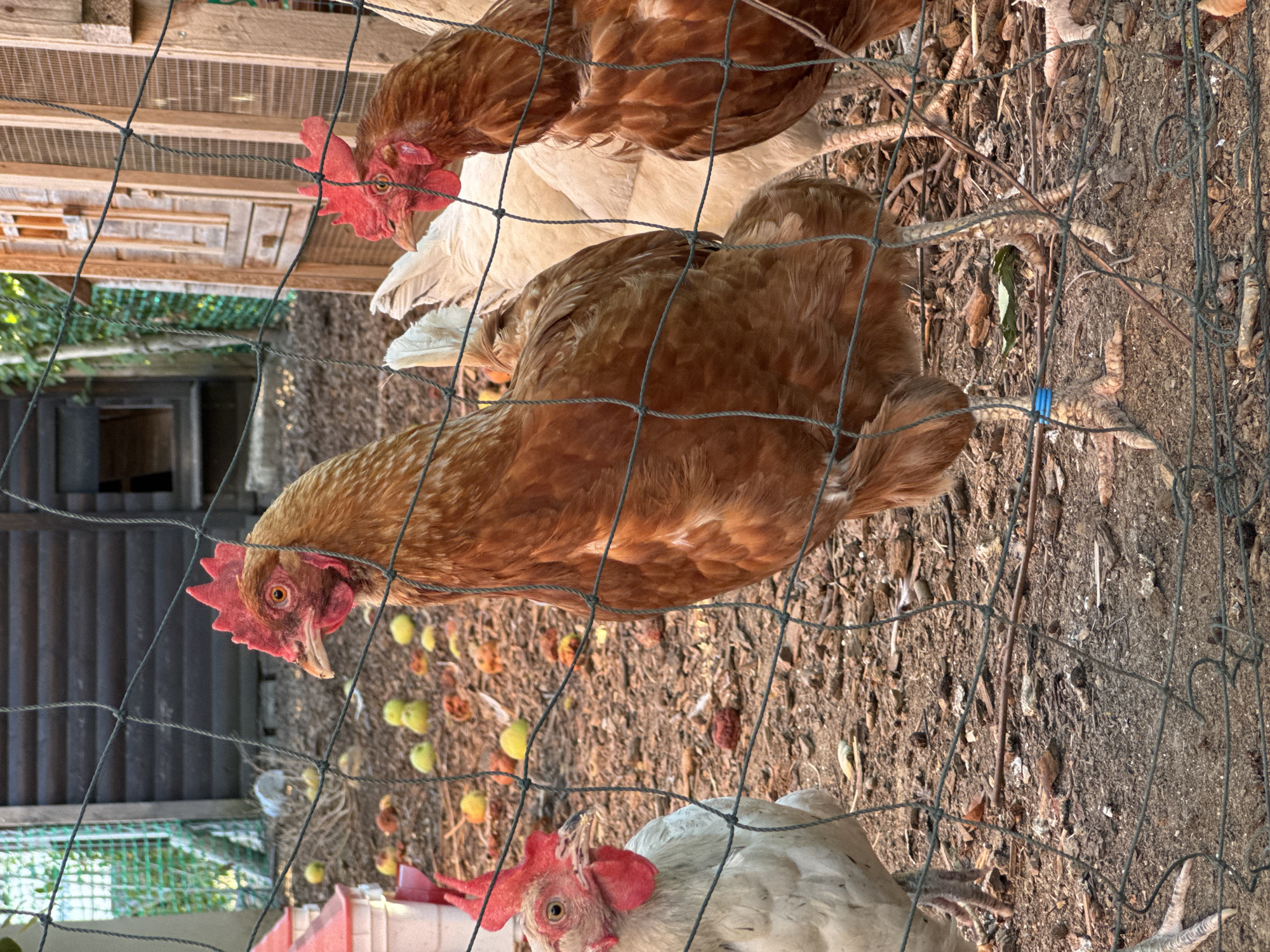 This image depicts a domestic chicken coop scene, likely in Wettstetten, Germany, given the context of the prompt. In the foreground, a green mesh fence partially obscures several chickens. The ground is covered in dirt, wood shavings, and scattered fallen fruit, possibly apples, which are yellow and red.
The most prominent subject is a brown hen in the center, facing left with its head slightly turned towards the viewer. It has a red comb and wattle, and its eye is clearly visible. To its left, a white chicken stands partially visible, also with a red comb and wattle. Behind these two, another brown chicken is visible, mostly its back and head. Further to the right, a portion of a white chicken is seen.
In the background, a wooden chicken coop structure is present, with wooden slats and a mesh-covered opening. To the left, a red and white chicken feeder is visible. The overall environment suggests an outdoor, rural or semi-rural setting. The lighting indicates it is likely late afternoon or early evening, with some shadows cast by the structures and birds.