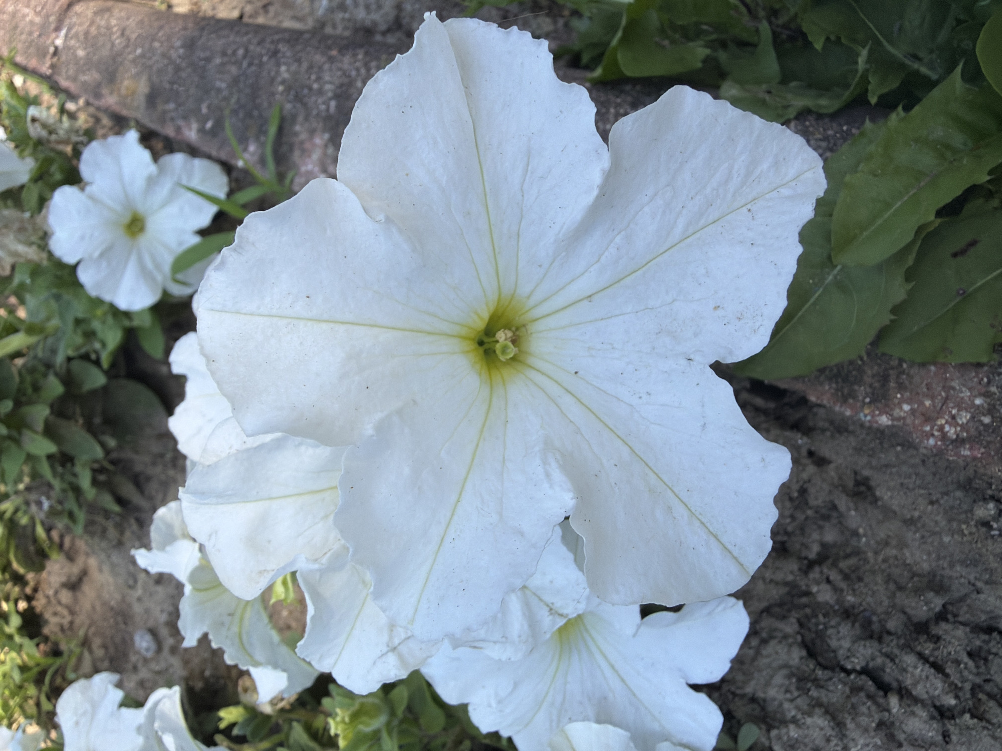 The image shows a close-up, overhead view of several white petunias in bloom, set against a background of dark soil, green foliage, and a brick-like structure on the right. The prominent flower in the foreground is fully open, revealing delicate, wavy-edged petals and a pale yellow center. Its five-lobed structure is clearly visible, with fine veins radiating outwards. Other white petunia blooms are partially visible behind it, as well as some unfurled buds. The soil appears dry and cracked in places, with some small pebbles scattered within it. The green leaves of the petunias and other plants are vibrant, suggesting a garden setting. The brick-like structure, textured and reddish-brown, runs along the right side of the frame, potentially marking a border or pathway. The lighting suggests it is daytime, with sunlight illuminating the flowers. There are no people or animals depicted in the image. The scene is devoid of any specific urban or architectural elements that would pinpoint a location within Pazardzhik, Bulgaria. It is a naturalistic depiction of flowers in a garden environment.