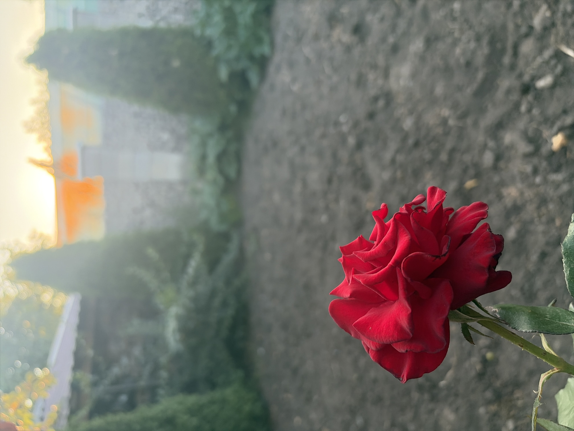 A single, vibrant red rose blooms in the foreground of this photograph, its petals unfurling with delicate precision. The rose is in sharp focus, showcasing its rich texture and deep crimson hue. Behind it, the background is a blur of soft colors and shapes, suggesting a garden setting. In the mid-ground, there are two dark green, conical trees, flanking a stone wall. Beyond the wall, a hint of orange light suggests either the setting or rising sun, casting a warm glow over the scene. The overall impression is one of natural beauty and tranquility. This scene is located in the city of Oxentea, Moldova.