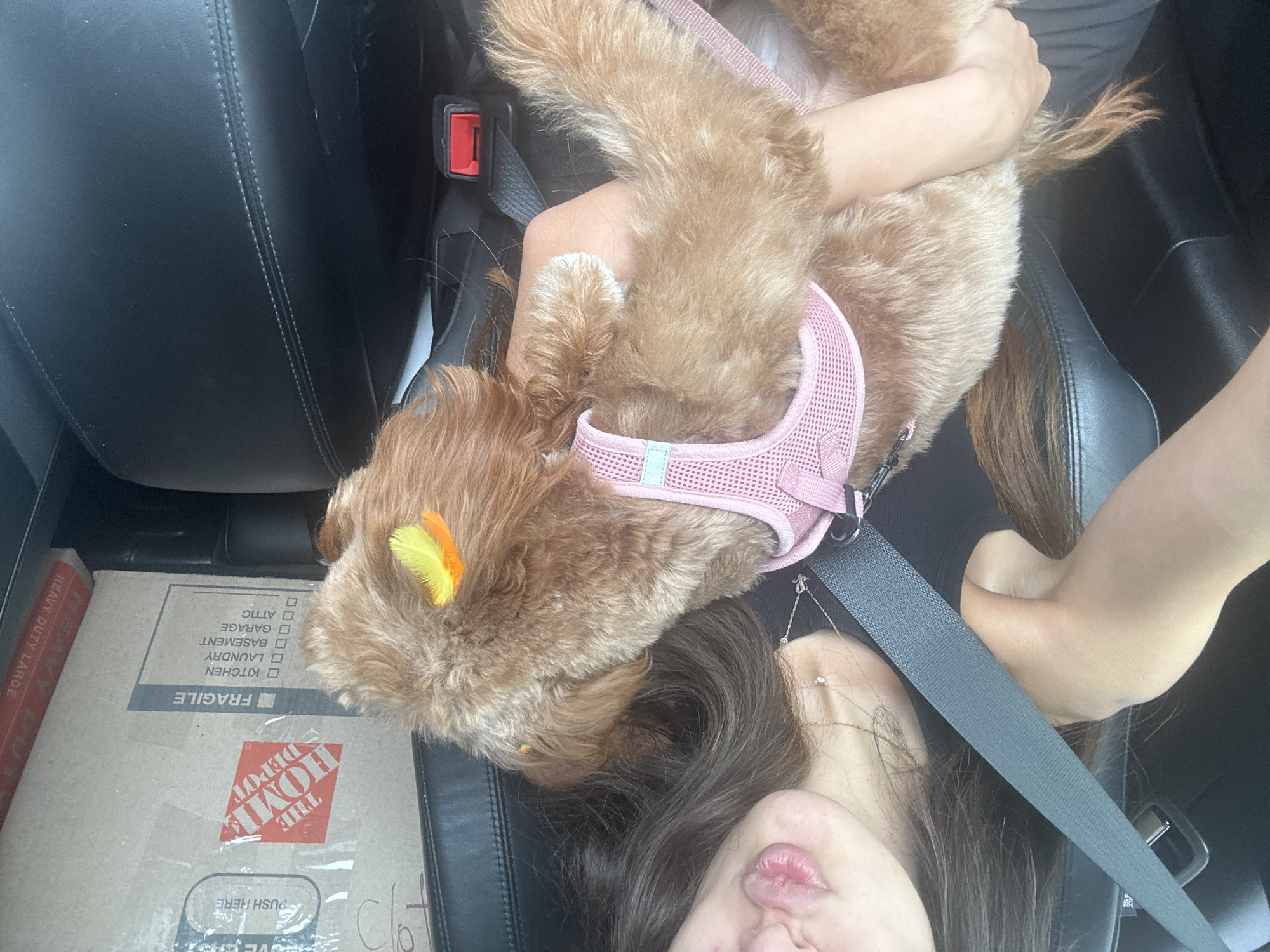 In Deerfield Beach, Florida, a person holds a small, light brown dog in the passenger seat of a vehicle. The person, partially visible, wears a black tank top and a necklace. The dog is wearing a pink harness and has yellow and orange accents in its fur. A seatbelt is fastened. In the background, moving boxes are stacked, one labeled "FRAGILE" with checkboxes for room destinations, and another with "THE HOME DEPOT" branding. The vehicle's interior, including a black leather seat, is visible.