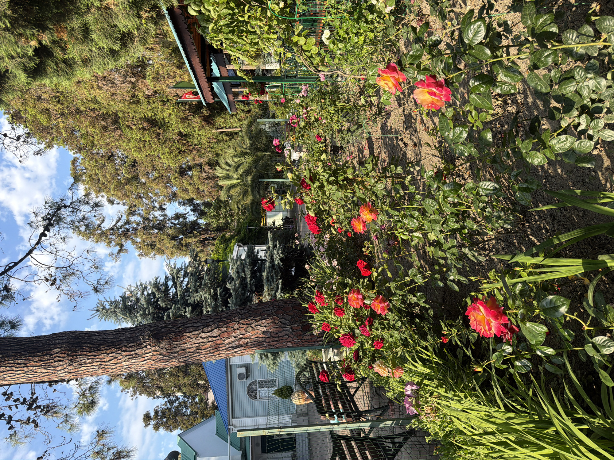 The image depicts a rose garden in Sochi, Russia, likely at the Arboretum Botanical Garden. In the foreground, a variety of blooming roses in shades of red, pink, and yellow are visible, interspersed with green foliage. A large, textured tree trunk dominates the left side of the frame. In the background, a light blue building with a blue roof is partially visible, along with a dark green gazebo or porch structure. A person is seated on a dark bench facing away from the camera, positioned behind a green metal fence. The scene is bathed in sunlight, suggesting it was taken on a clear day. Lush green trees form a dense canopy in the upper portion of the image, and the sky is a bright blue with scattered white clouds.