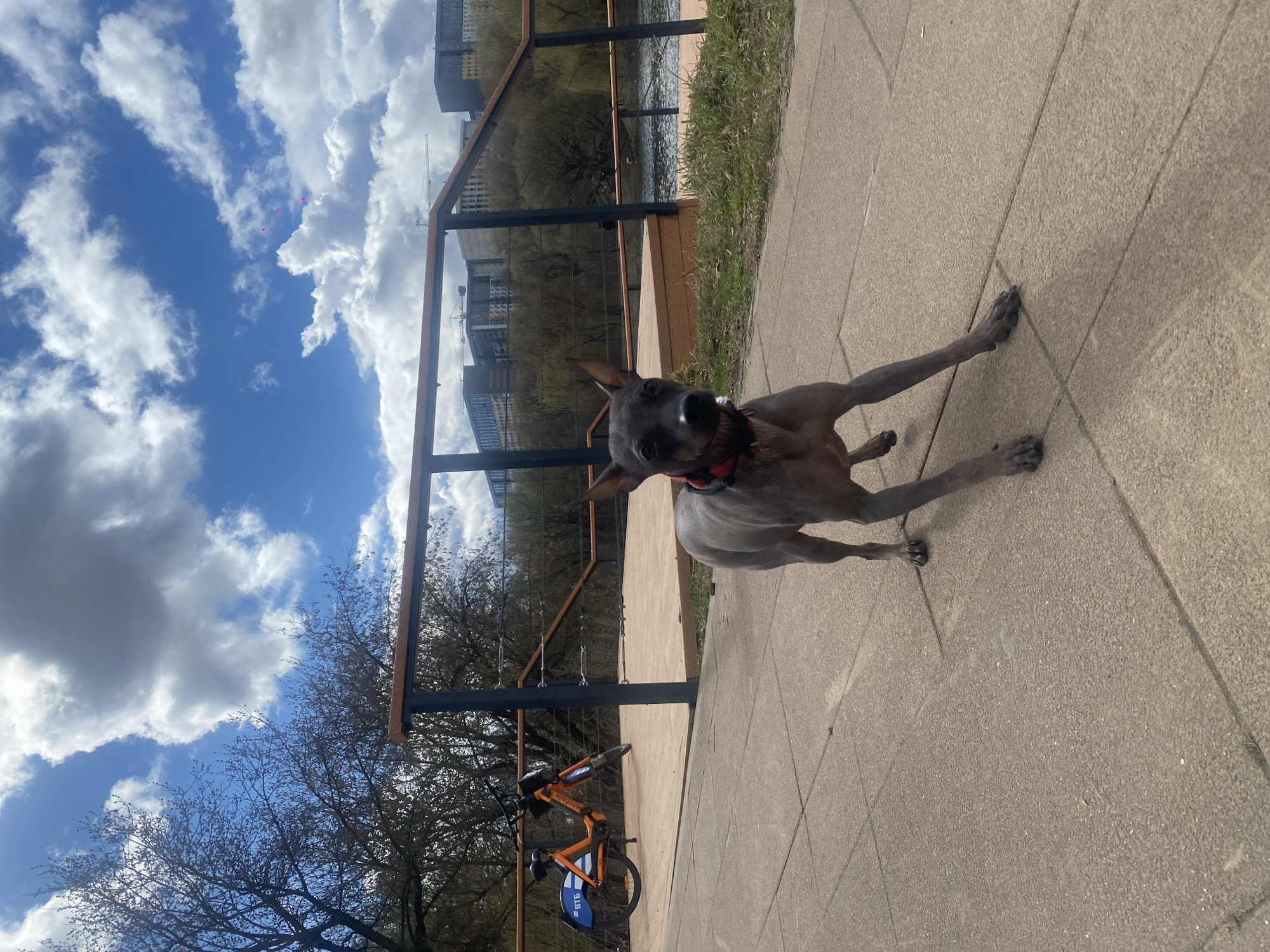 A gray dog with erect ears and a red collar stands on a paved walkway. Behind the dog is a black metal railing with a wooden seat and an orange rental bike. Beyond the railing, there's a body of water and buildings in the distance. The sky is blue with white clouds, and there are bare trees on the left. Based on the "BTБ" (VTB) logo on the bike, the scene is likely in Moscow, Russia.