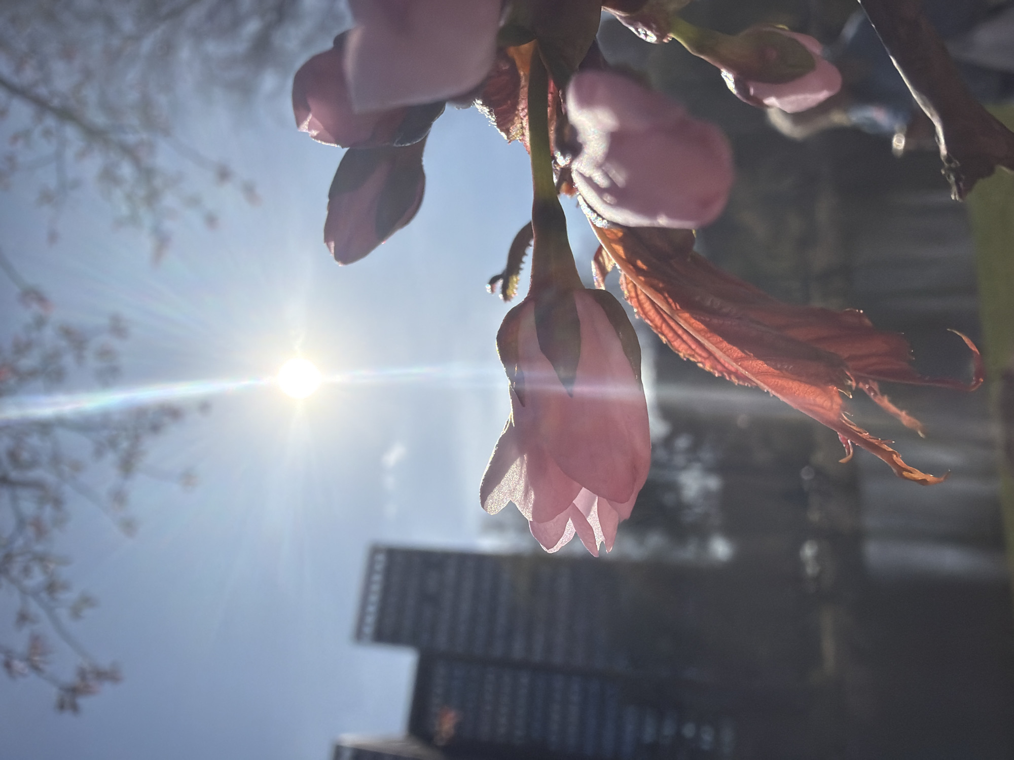 The image displays a low-angle, close-up photograph of delicate pink cherry blossoms against a bright blue sky. Several flower buds and partially opened blossoms hang downwards from a branch, dominating the upper and central portions of the frame. The sun is a prominent light source in the middle-left, creating a strong lens flare and backlighting the translucent petals, highlighting their soft pink color and intricate details. Some reddish-brown leaves are also visible amongst the blossoms.
In the blurred background, dark, rectangular structures are visible, stacked horizontally. These structures appear to be shipping containers or similar industrial components, with faint, illegible white text visible on one of their sides. The clear sky and intense sunlight suggest a sunny day, likely midday or early afternoon. No people are present, and the activity is limited to the natural blossoming of the flowers. The scene contrasts the vibrant beauty of nature with an industrial urban backdrop, located in Saint Petersburg, Russia.