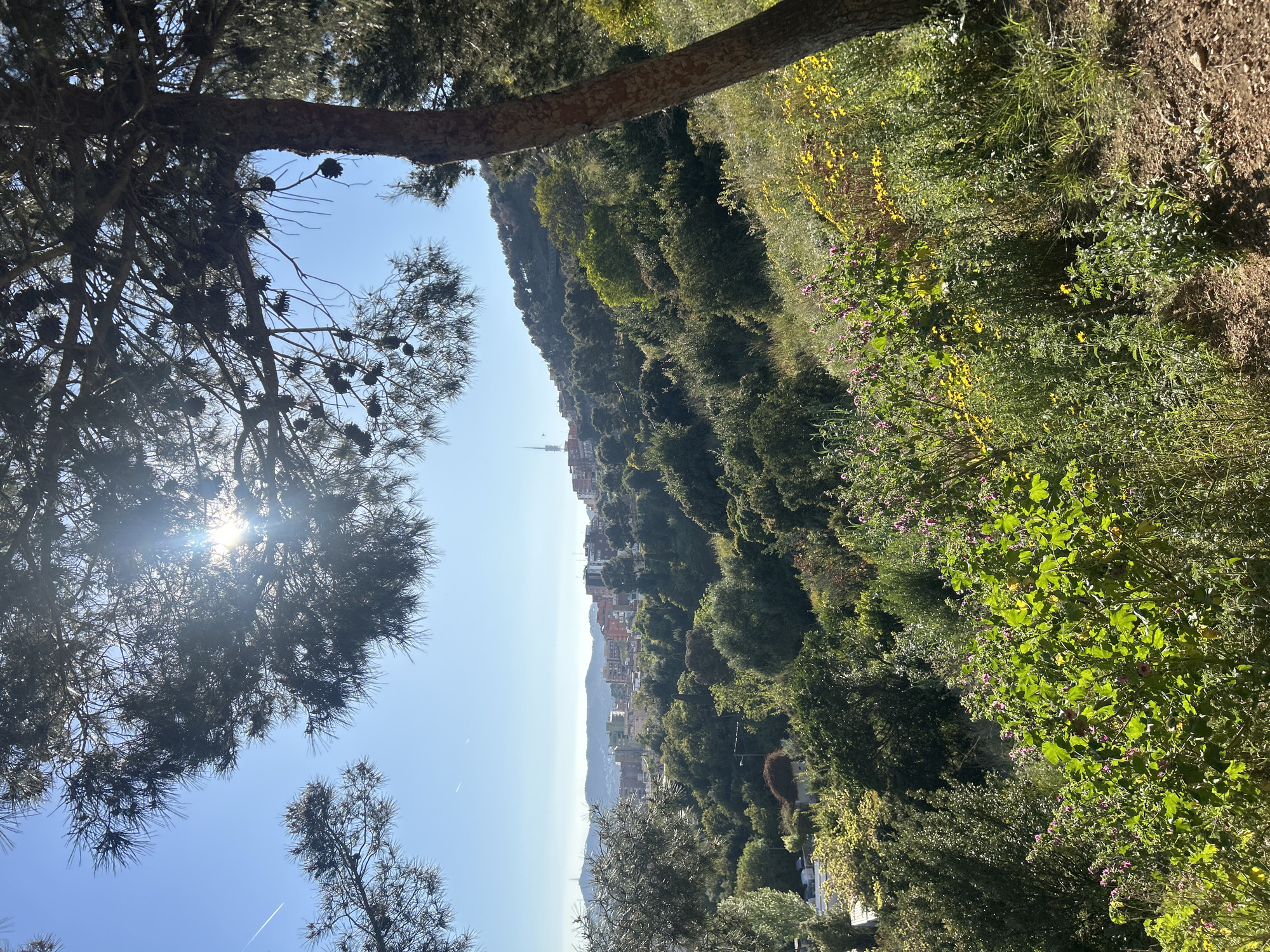 The image captures a view from a hillside in Barcelona, Spain. The foreground features a pine tree with visible pine cones, partially obscuring the sun and creating a lens flare effect. The slope is covered with dense green vegetation, including trees and flowering plants, with a variety of yellow and purple blooms. In the middle ground, a section of the city is visible, with buildings and a tower distinguishable in the distance against a clear blue sky. The scene appears to be taken during a sunny day.