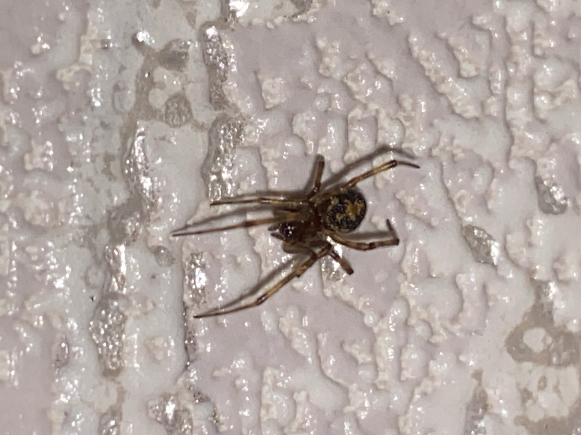The image shows a close-up, high-angle view of a spider on a textured, off-white surface. The spider is dark brown with some yellow or lighter markings on its abdomen. It has eight legs, all of which are visible and spread out. The spider is positioned diagonally in the frame, with its head pointing towards the upper right. The surface it is on appears to be a wall or similar material with a rough, uneven texture and some glossy or reflective patches. There is no visible text, and no indication of time of day, weather, or emotions. The setting appears to be indoors due to the lighting and the textured surface.