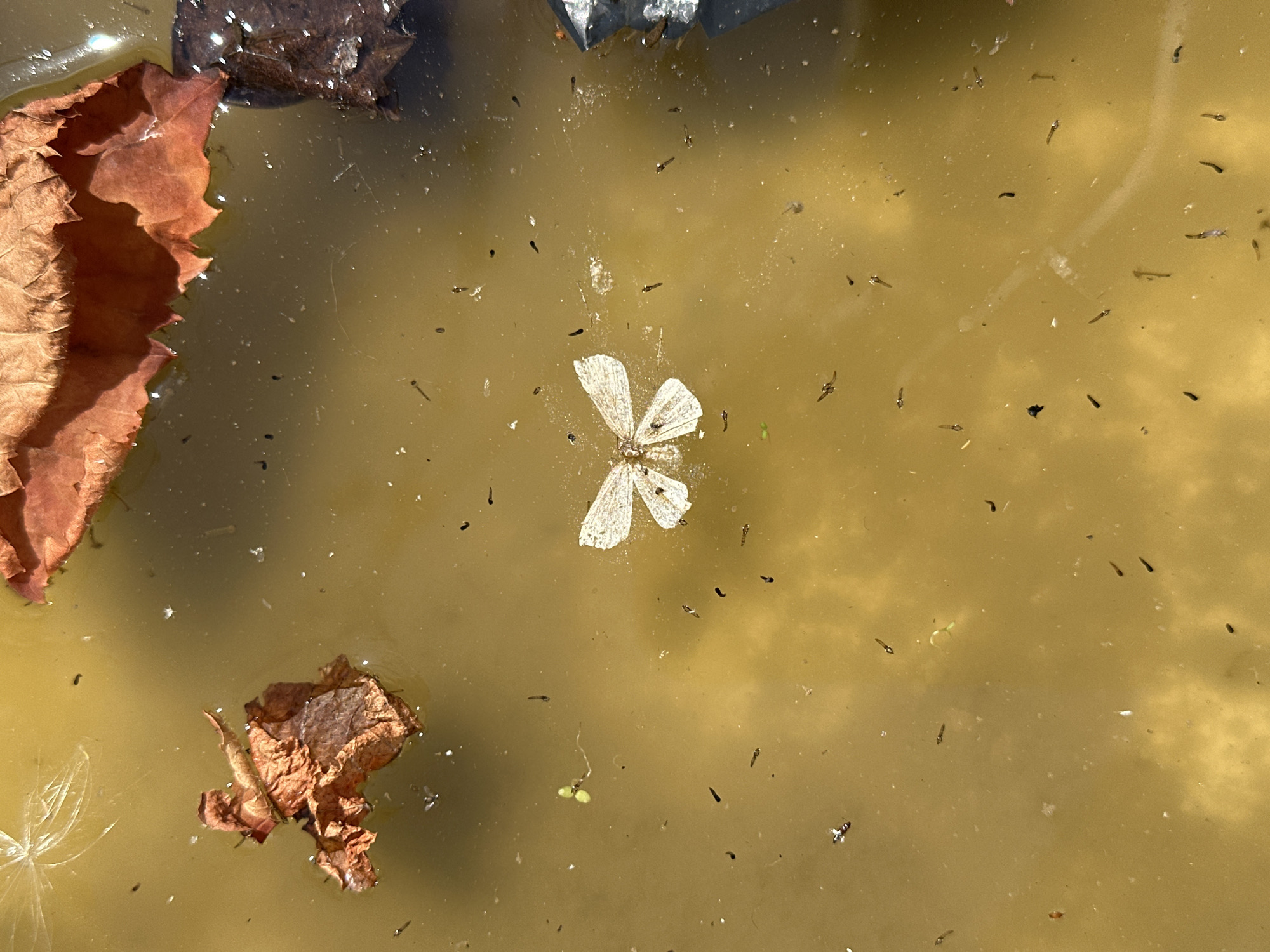 A dead moth floats on the surface of murky, yellowish water. The moth, pale with delicate wings, is positioned centrally in the frame. Surrounding the moth are numerous small, dark, tadpole-like organisms, also on the water's surface. In the upper left quadrant, a feathery seed head is visible. To the left of the moth, a dried, brown leaf rests on the water. In the upper right, part of a larger, reddish-brown leaf is present, and a dark, textured object, possibly another leaf or debris, is partially submerged on the far right. The water is shallow and appears to be a natural accumulation, such as a puddle or a small pond. The scene is devoid of human presence and suggests a natural, albeit slightly unkempt, outdoor environment.