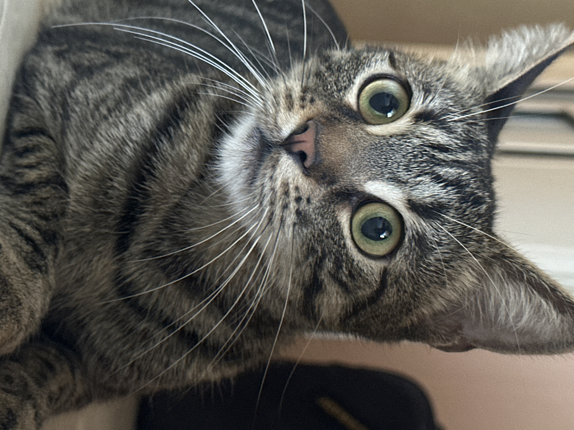 The image is a close-up portrait of a tabby cat. The cat has green eyes, a pink nose, and prominent white whiskers. Its fur is a mix of gray, black, and brown stripes. The background is softly blurred and appears to be an indoor setting, with hints of light-colored walls and a darker object on the right. There are no people or any elements that suggest a specific location in Sofia, Bulgaria, or any city. The image focuses solely on the cat's face and upper body.