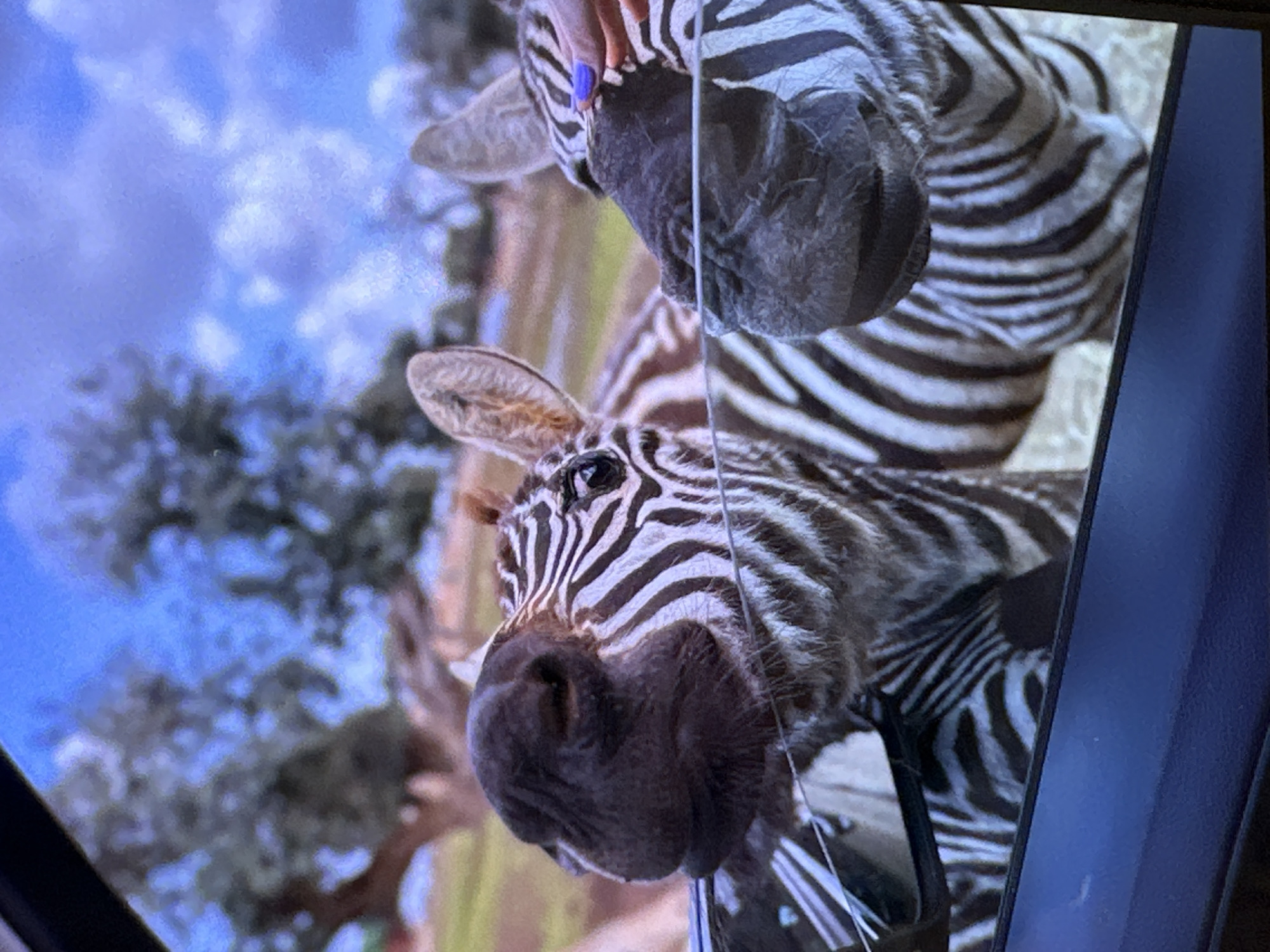 The image depicts two zebras appearing through a car window. The lower zebra is looking into the vehicle. A person's hand with blue nail polish is visible near the upper zebra's face. The background includes greenery and a blue sky. It is difficult to determine the precise location in Sofia, Bulgaria, from this image.