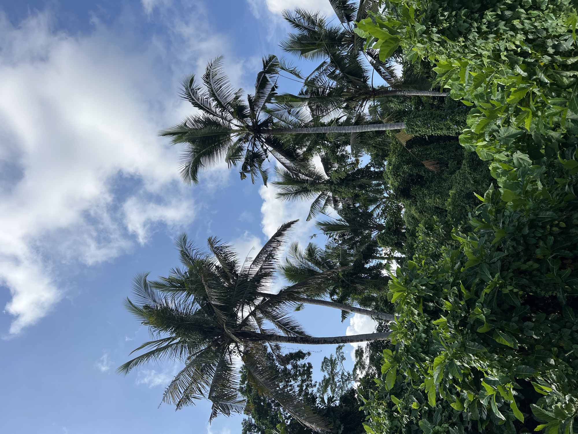 The image captures a scene in Peliatan, Indonesia, looking up at palm trees against a blue sky with scattered white clouds. The trunks of the palm trees are visible, along with their fronds. Dense green foliage surrounds the base of the trees.