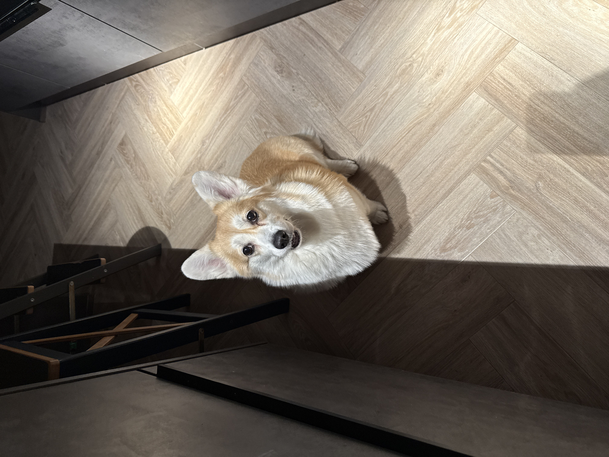 A high-angle shot captures a light brown and white corgi dog looking up at the camera from a wooden herringbone-patterned floor. Part of a dark-colored metal furniture frame is visible in the lower left corner, with sections of dark gray flooring/surfaces also present. The light source creates contrasting shadows across the right side of the floor and on parts of the metal furniture. There is no information to suggest this photo was taken in Krasnoyarsk, Russia.
