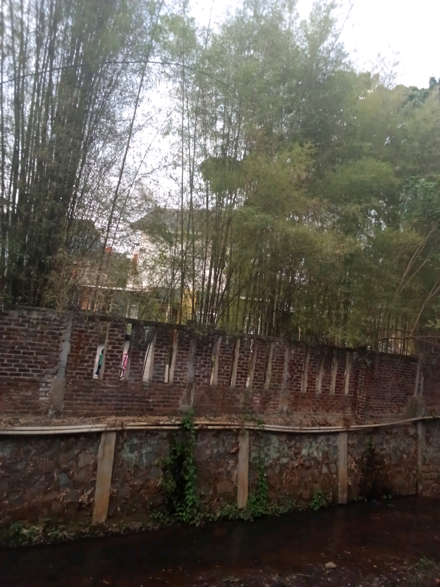 The image depicts a waterway bordered by a stone embankment and a brick wall. The waterway itself appears to be a shallow stream with dark, murky water and debris on its bed. The stone embankment is covered in soil and vegetation, with some green vines growing on it. Above the stone embankment is a brick wall with several rectangular openings or windows. The brickwork is weathered and somewhat damaged. Behind the brick wall, a dense bamboo forest dominates the upper half of the image, with tall, slender bamboo stalks and green foliage. Some buildings with tiled roofs are partially visible through the bamboo. The overall scene suggests a somewhat rural or semi-urban environment, possibly in a developing area, and given the natural elements and architecture, it could be a location in Bandung City, Indonesia, known for its lush greenery and distinct architectural styles. There are no people clearly visible, and the focus is on the natural and structural elements of the scene. The lighting suggests it might be late afternoon or early morning, with a diffused sky.