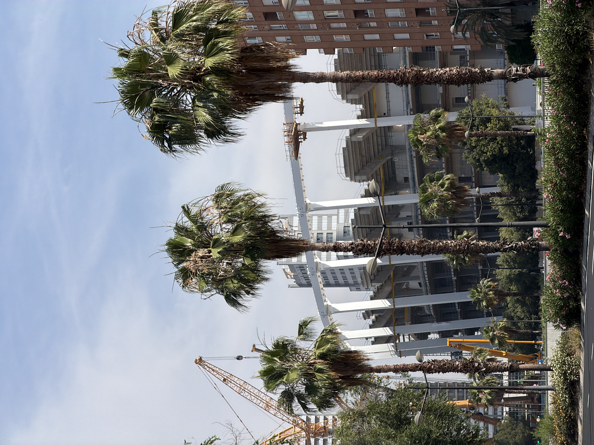The image displays an urban landscape under a bright, clear blue sky, dominated by several tall palm trees. Numerous palm trees, some with thick, shaggy trunks and vibrant green fronds, are prominently featured, running horizontally across the frame. To their right, a dense green hedge adorned with small pink flowers suggests a well-maintained urban green space or median strip.
In the background, the scene reveals a blend of established architecture and active development. On the left, a multi-story building with a brown brick facade and many windows stands tall. Adjacent to and behind the palm trees, a large construction site is visible. A modern building is under construction, showcasing its white concrete support beams and unfinished levels. Several large yellow construction cranes, with their long jibs reaching into the sky, are scattered around the construction site, indicating ongoing work. Smaller yellow construction machinery can also be seen at ground level.
Black streetlights are interspersed among the palm trees and along the pathway. The bright, clear lighting suggests it is daytime, likely during the mid-morning or afternoon, under a cloudless sky. The overall impression is of a lively urban environment experiencing ongoing growth and development, characteristic of a city like Valencia, Spain. No people or discernible text are visible in the frame.