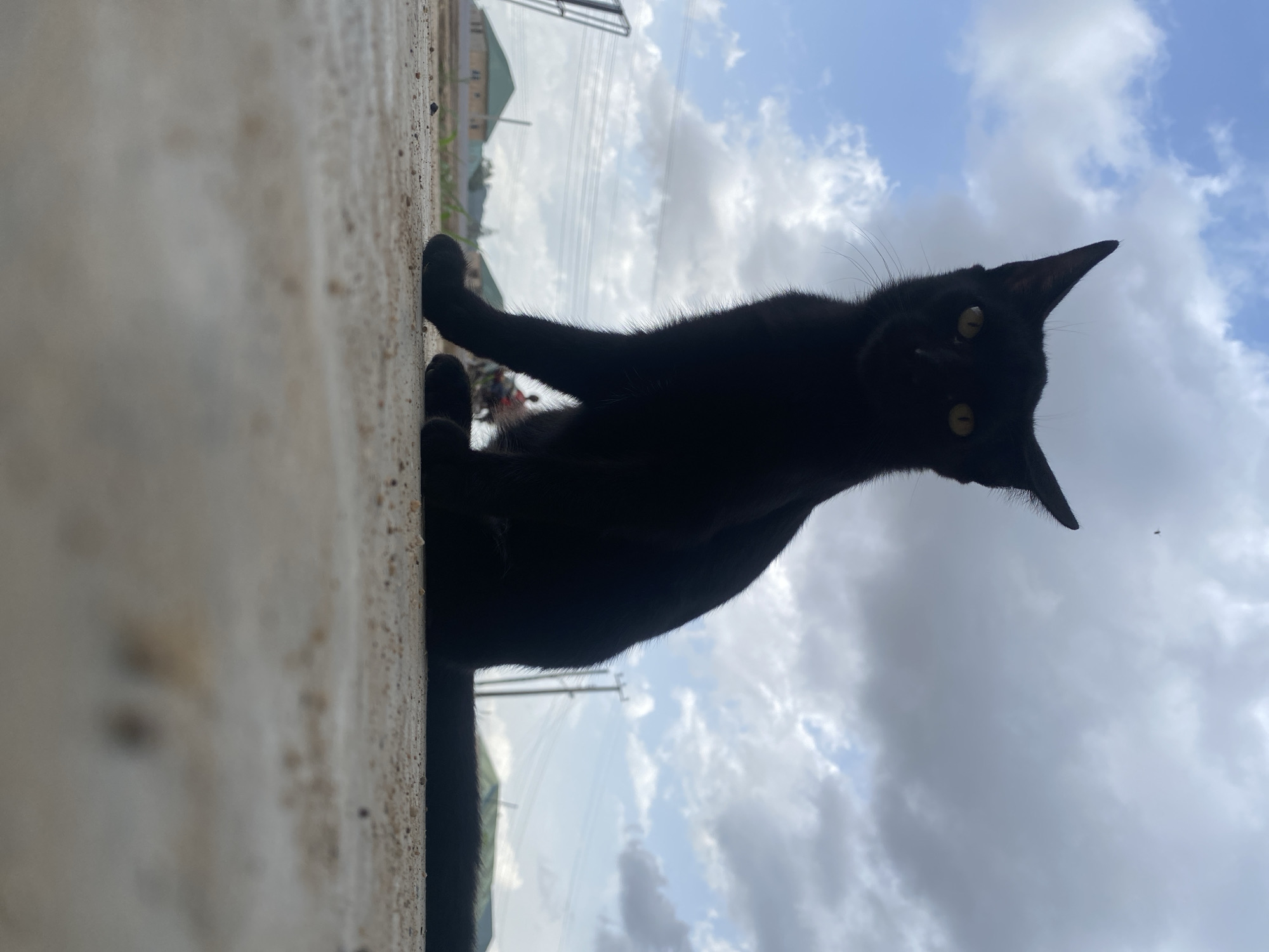 The image shows a black cat with yellow eyes lying on a concrete surface. The cat is partially in shadow. The background features a cloudy sky and indistinct buildings and power lines, suggesting an urban or suburban environment. The location is in the city of Riyom, Nigeria.