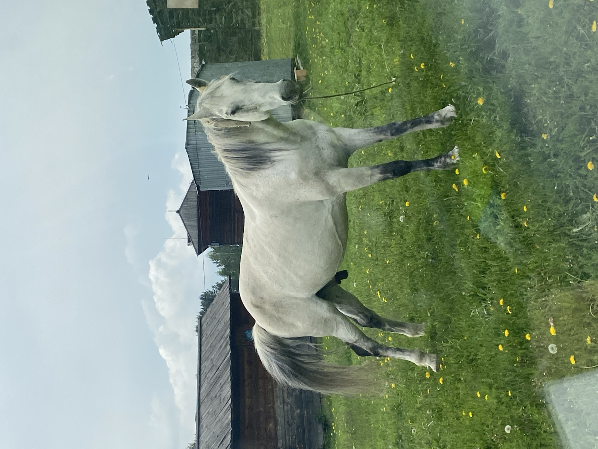 An adult white horse with a grey mane and tail stands in a grassy field dotted with yellow dandelions. The horse is facing the viewer and has a rope halter. Behind the horse are several wooden structures with pitched roofs, appearing to be barns or outbuildings, and a corrugated metal structure. The background shows a treeline under a cloudy sky. The scene is set in the village of Taltsy (Irkutsk), Russia, an open-air museum of architecture and ethnography.