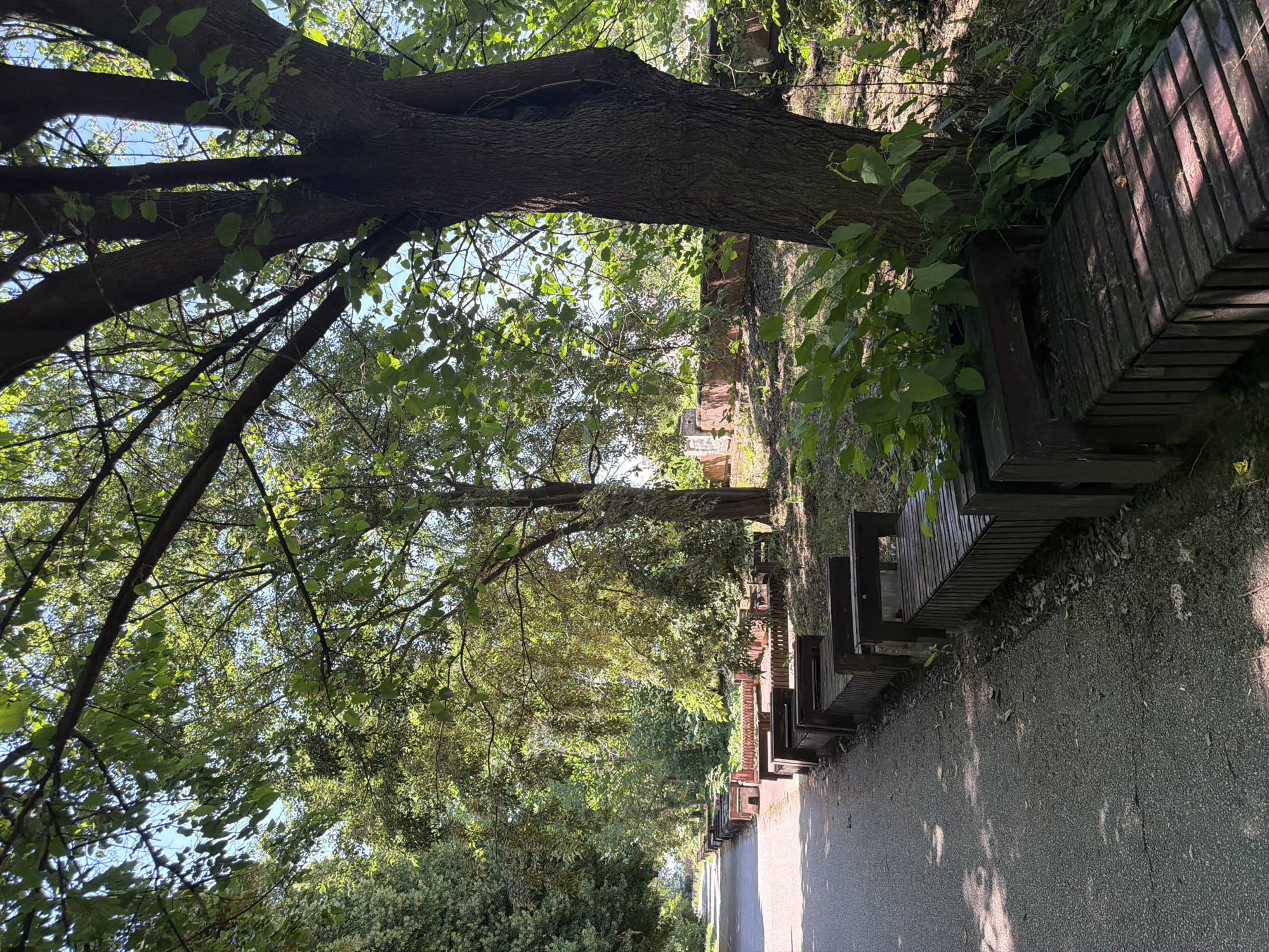 A paved walkway curves to the left, bordered by a row of wooden benches with slatted seating surfaces and dark brown backrests. The benches extend into the distance along the edge of the walkway. Behind the benches, the ground is covered with dry leaves and sparse vegetation. A large tree with dark, textured bark stands to the right, its branches extending upwards and casting dappled shadows on the walkway and benches. The tree is partially obscured by lush green foliage. In the background, behind the benches and further into the distance, are glimpses of trees and some low, reddish-brown structures, possibly remnants of buildings. The sky is visible through the leaves, suggesting an outdoor setting on a sunny day. The scene appears to be located in a park or a recreational area within the city of Pazardzhik, Bulgaria.