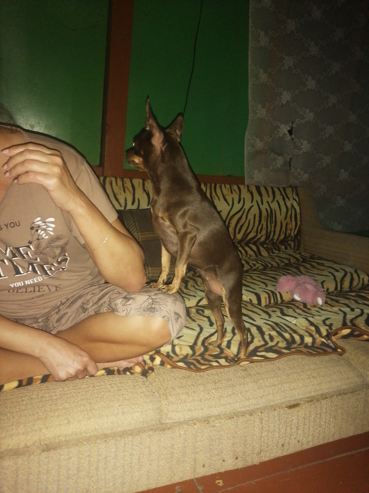 The image shows a domestic indoor scene, likely a living room, in Novopokrovka, Russia. A small, brown dog with large ears is standing on a couch with a tiger-striped upholstery. The dog is looking to the right. To the left of the dog, a person is partially visible, sitting on the couch with their arm resting on their lap. The person is wearing a light brown t-shirt with a graphic design and patterned shorts. A pink stuffed toy is also present on the couch. The background consists of a green wall and a patterned curtain with a tear. The lighting is dim, suggesting it is evening or night.