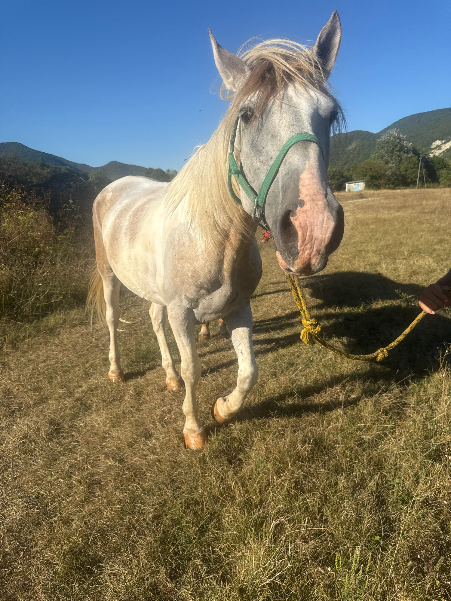A full shot captures a white horse standing in a dry, grassy field under a clear blue sky. The horse, facing the camera, wears a green halter. Its mane is a light blonde, and its tail is also blonde. A yellow rope, held by a person whose arm is visible on the right side of the frame, is attached to the halter. In the background, rolling green hills dotted with trees rise against the sky. A small, white building is visible amongst the trees on the right side of the frame. The scene appears to be in or near Tenginka, Russia.