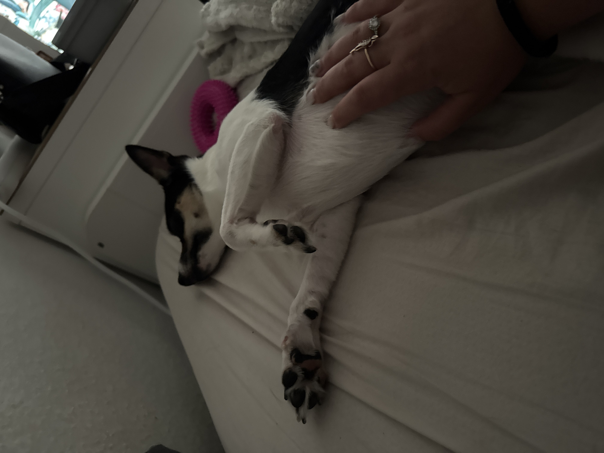 The image shows a small dog, primarily white with black markings on its head and back, lying on a bed. The dog is on its back, with its belly exposed and one paw extended towards the viewer. A human hand, with manicured nails and rings on two fingers, is gently resting on the dog's belly. A pink ring-shaped toy is visible on the bed behind the dog. The environment appears to be a bedroom, with a white bedspread and a dark, blurred background that suggests a wall or furniture. The image's context within Schopfheim, Germany, is not discernible from the visual information provided.