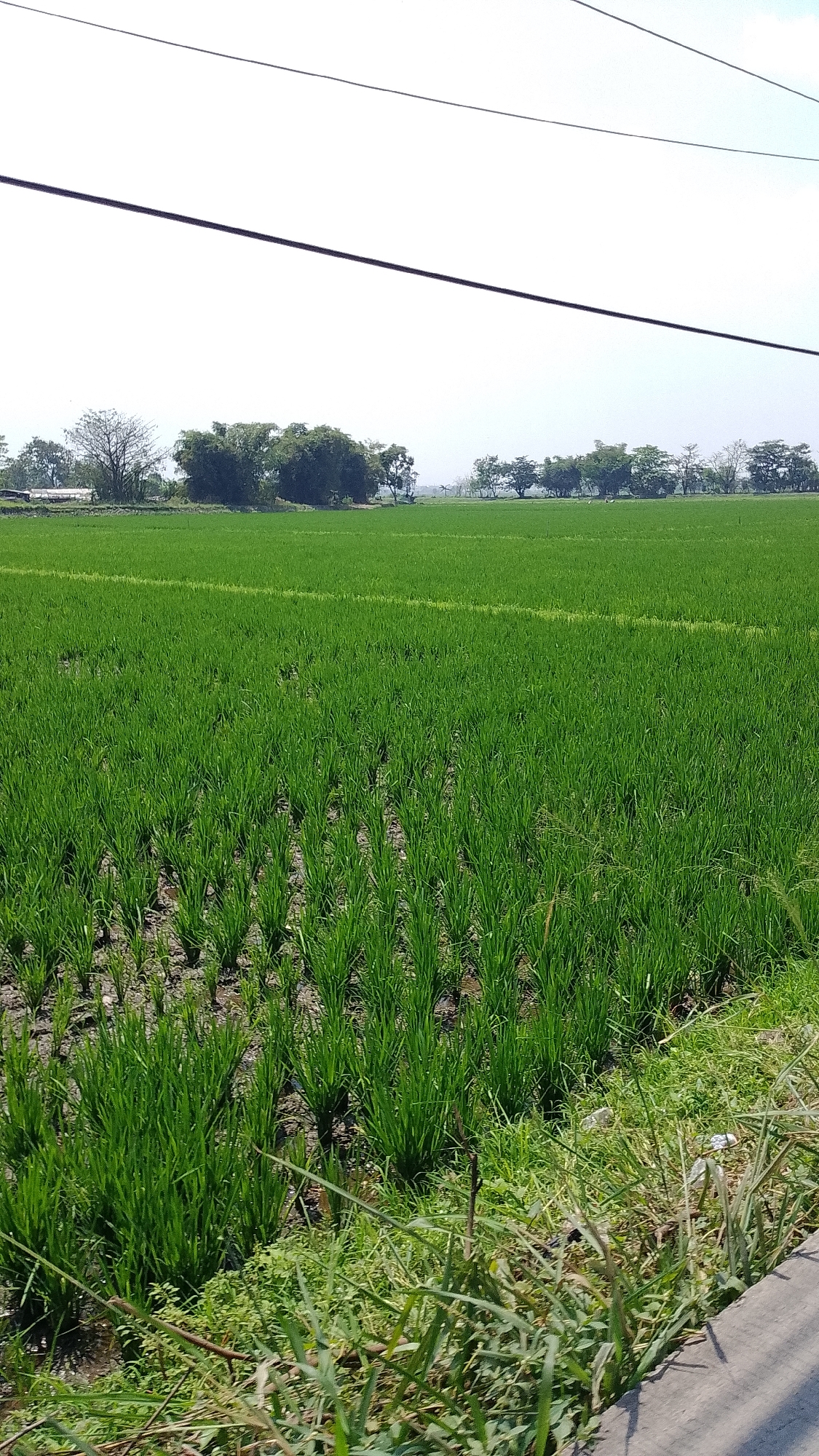 This is a photograph of a lush green rice paddy field under a bright, overcast sky. The field is vast and appears to be in an early stage of growth, with rows of young rice plants clearly visible. The soil between the plants is dark and damp. In the distance, a line of trees borders the field, and beyond them, a hazy horizon suggests a humid environment. Two thin black wires stretch across the top of the image, likely power lines. The foreground features the edge of a paved surface, possibly a road or pathway, with tall grasses and some scattered debris. The overall impression is one of rural tranquility and agricultural activity. The image is taken from a slightly elevated perspective, looking across the expanse of the paddy field.