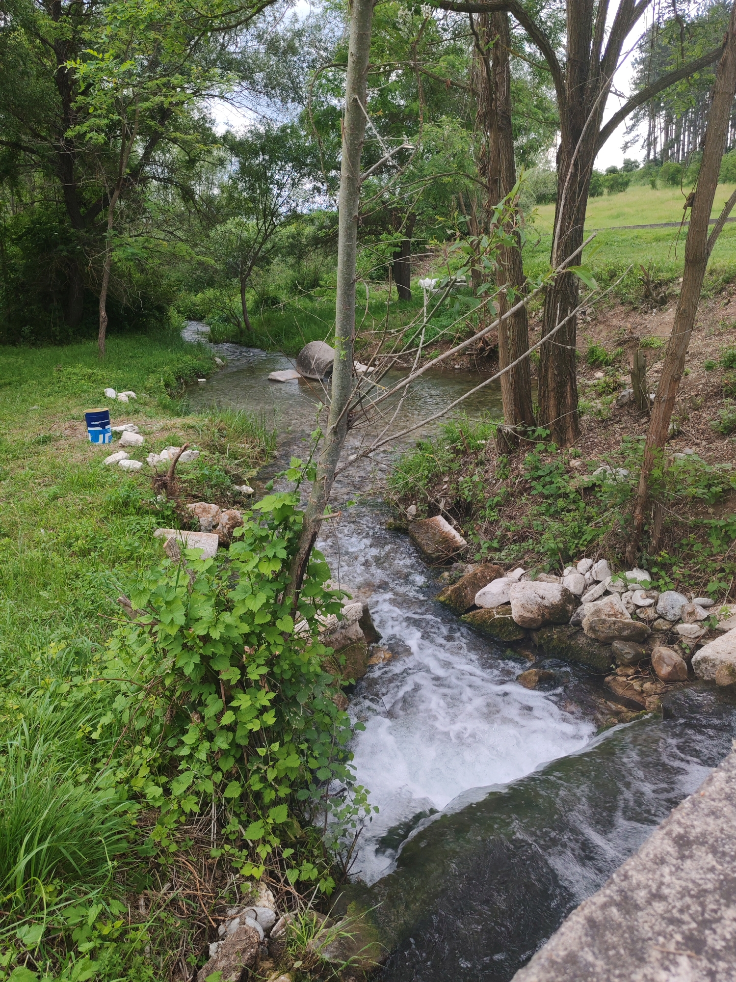 This media shows a natural landscape featuring a lively stream flowing through a verdant environment. The central subject is a narrow stream, with clear, shallow water in the background and midground, becoming turbulent and foamy as it descends over a small drop or weir in the foreground, indicating a rapid flow.
The banks of the stream are densely covered with lush green grass, bushes, and various trees, suggesting a temperate climate. In the foreground and midground, several bare tree trunks rise vertically, some with new green shoots. The background features more dense foliage, with a mix of leafy trees and, on the right side, a brighter green grassy field or hillside lined with pine trees against a light sky. Rocks of various sizes, some white and some darker, are scattered along the stream banks and partially submerged in the water.
On the left bank, near the midground, a blue and white bucket or container is visible, placed on the grass among some white stones. The bucket has a label with a blue background and white text, partially readable as "CAPAROL" and potentially other words, along with a logo. In the bottom right corner of the foreground, a concrete or stone structure, possibly part of a bridge or embankment, juts into the frame.
The image depicts a peaceful, natural outdoor scene during daytime, characterized by bright, diffused light, suggesting an overcast or partly cloudy sky. There are no people or animals visible, and the only discernible activity is the continuous flow of the stream.