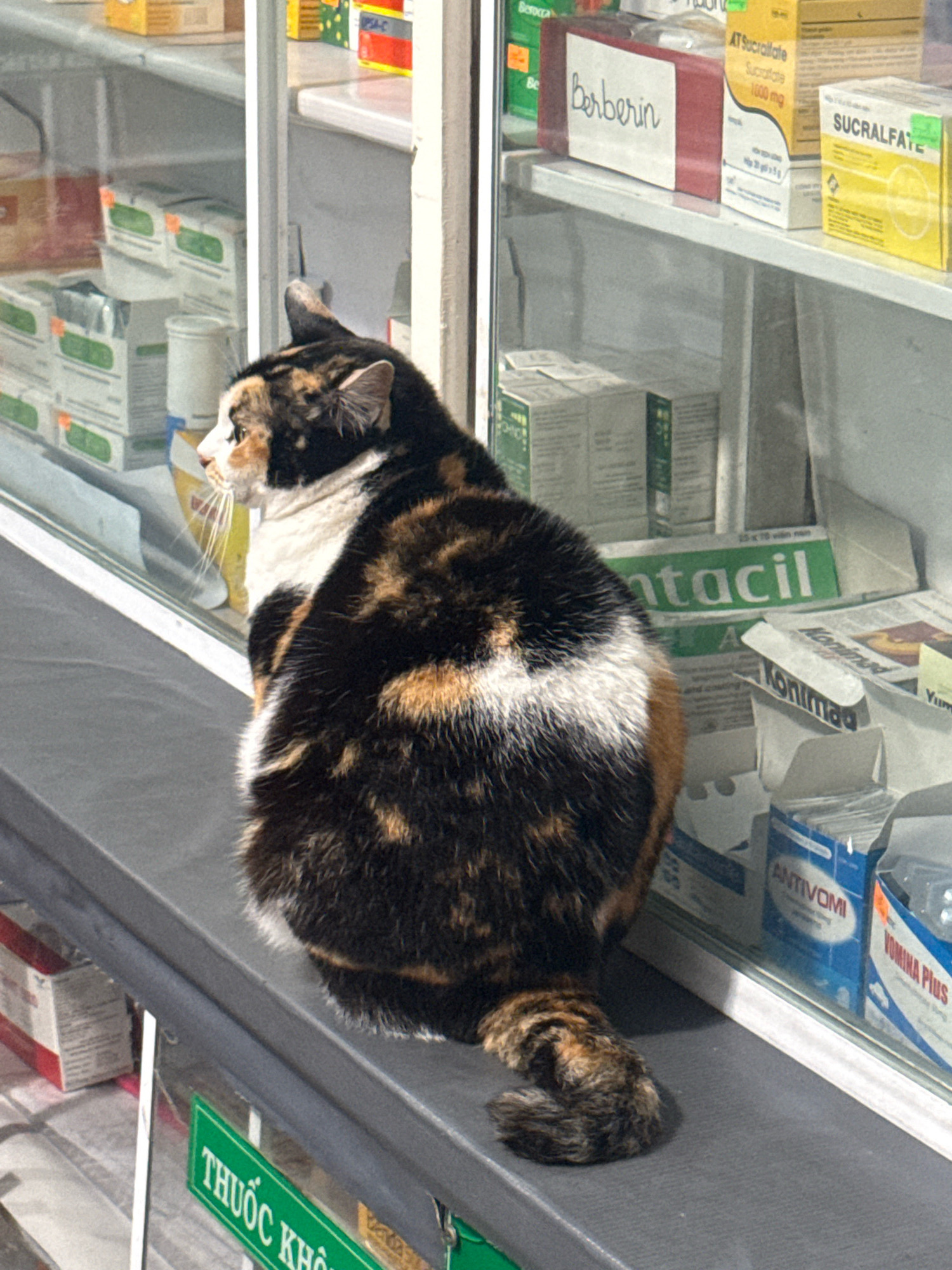 A calico cat with black, orange, and white fur is sitting on a gray ledge in front of a display of medications. The cat is facing to the left and looking out of frame. The medications are arranged on shelves behind a glass window. Some of the visible medication boxes have labels in English and Vietnamese. The environment appears to be a pharmacy or drugstore. The green sign at the bottom of the image says "THUỐC KHÔ," which translates to "dry medicine" in Vietnamese. This suggests the location is likely in Da Lat, Vietnam, where such signage is common in pharmacies.