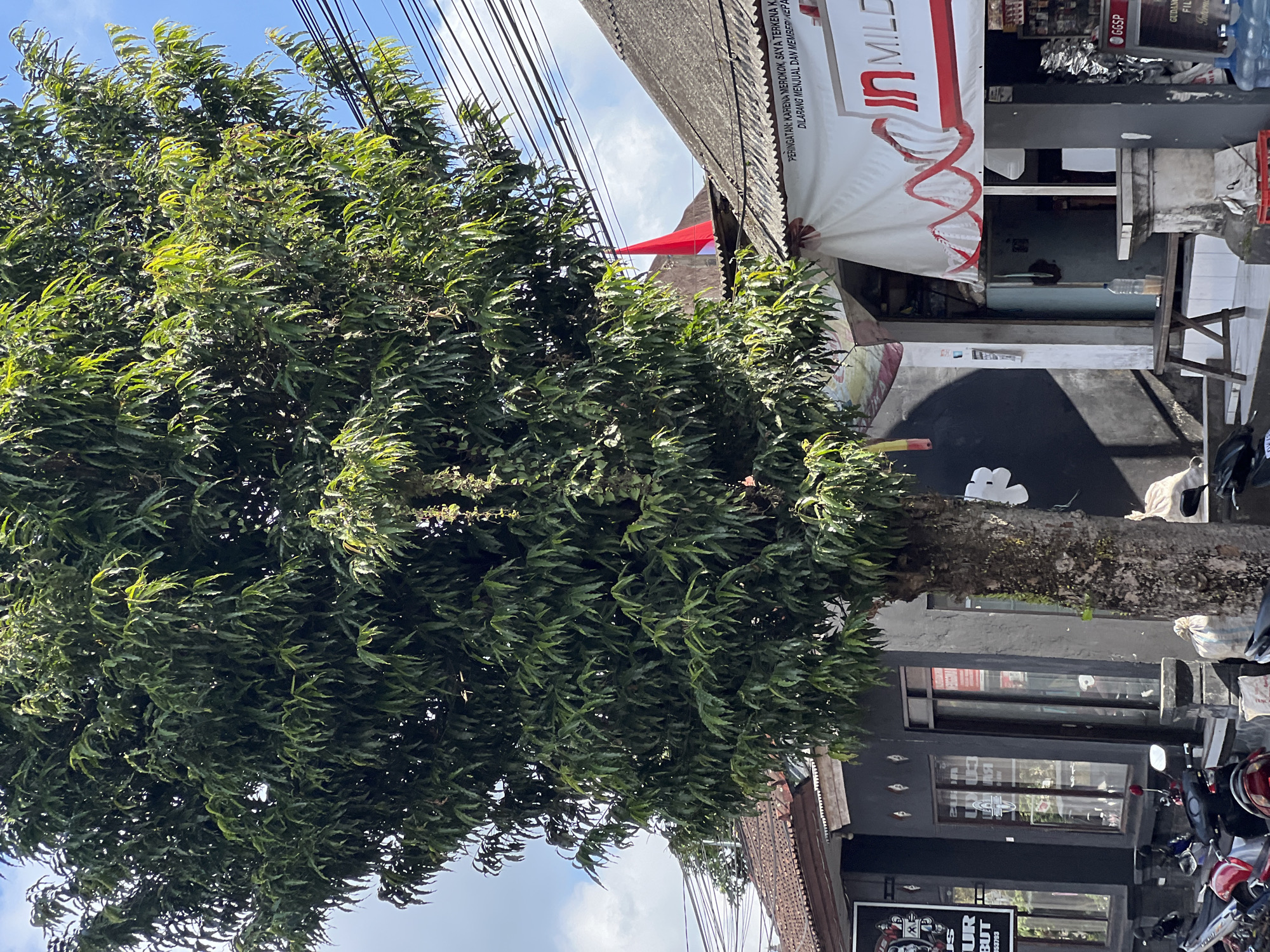 In the city of Tampaksiring, Indonesia, a large tree with lush green foliage dominates the foreground. Its trunk, rough and textured, stands prominently. Behind the tree, a series of buildings with dark gray facades and traditional tiled roofs line a street. These buildings appear to be shops or small businesses, evidenced by signs and window displays. One sign, partially visible on the left, displays text and graphics in black and white. Another building features a white banner with red lettering and graphics, along with a warning message in Indonesian that reads "PERINGATAN: KARENA MEROKOK, SAYA TERKENA KANKER DAN SEGERA SAYA AKAN MATI, DILARANG MENJUAL DAN MEMBERI KEPA...".
A red flag is visible flying above one of the buildings, adding a splash of color to the scene. Utility wires crisscross the sky, indicating the presence of infrastructure in the urban environment. Various motorcycles are parked along the street in front of the buildings. A few sacks of what appear to be goods or waste are placed near the buildings. The sky is blue with scattered white clouds, suggesting fair weather. The overall scene depicts a typical street view in an Indonesian city, with a blend of natural elements and urban development.