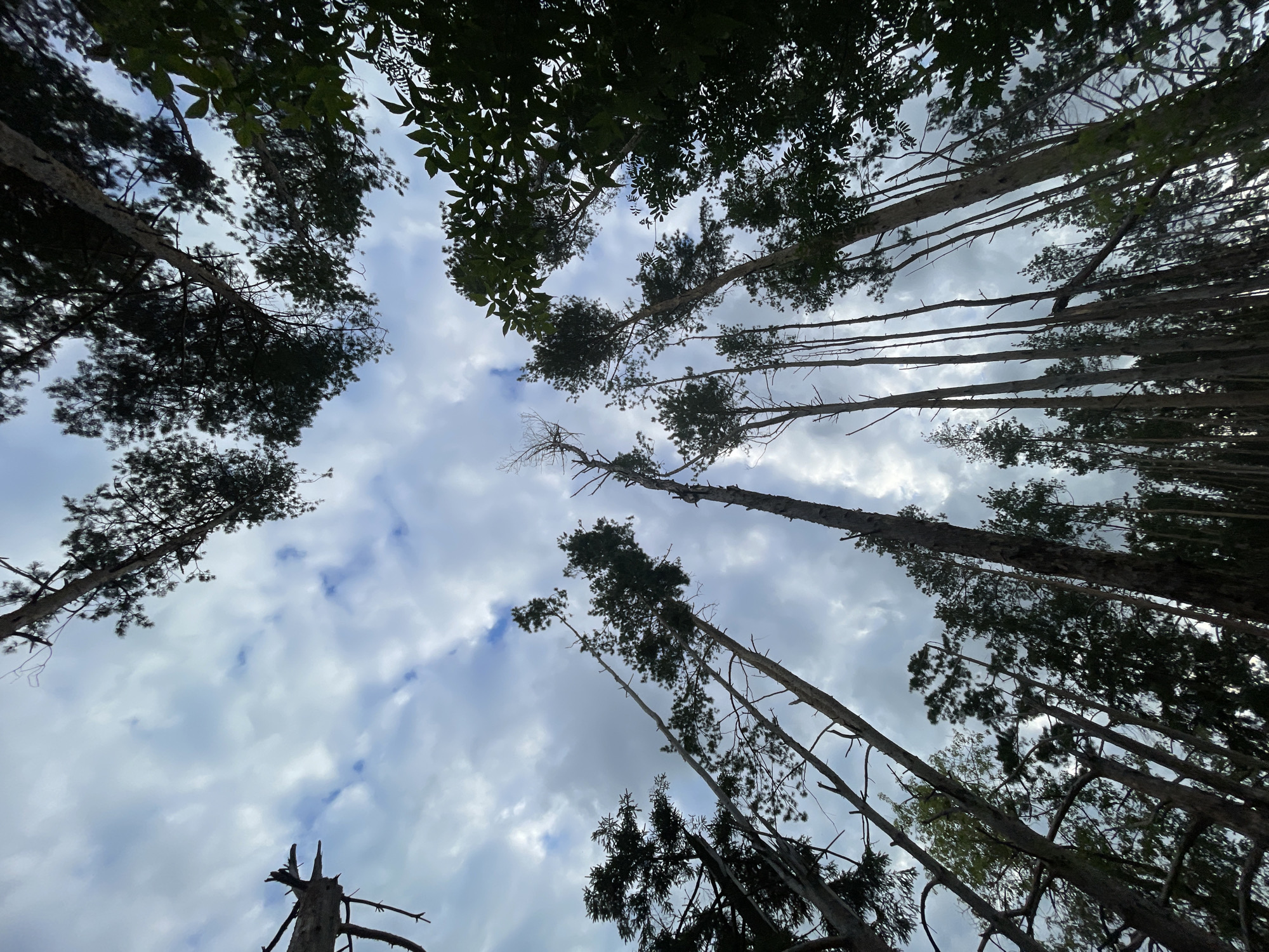 A low-angle, wide shot captures a dense forest canopy against a partly cloudy sky. Tall, slender pine trees dominate the frame, their dark green needles contrasting with the lighter tones of the sky and scattered white clouds. The trees are angled in various directions, creating a sense of depth and natural disarray. Some tree trunks are bare, with only a few branches extending upwards, while others are fully laden with foliage. The lighting suggests it is daytime, with the sky appearing overcast and diffused. The scene is devoid of any human presence or activity. The location is the village of Podshivalovo, Russia.