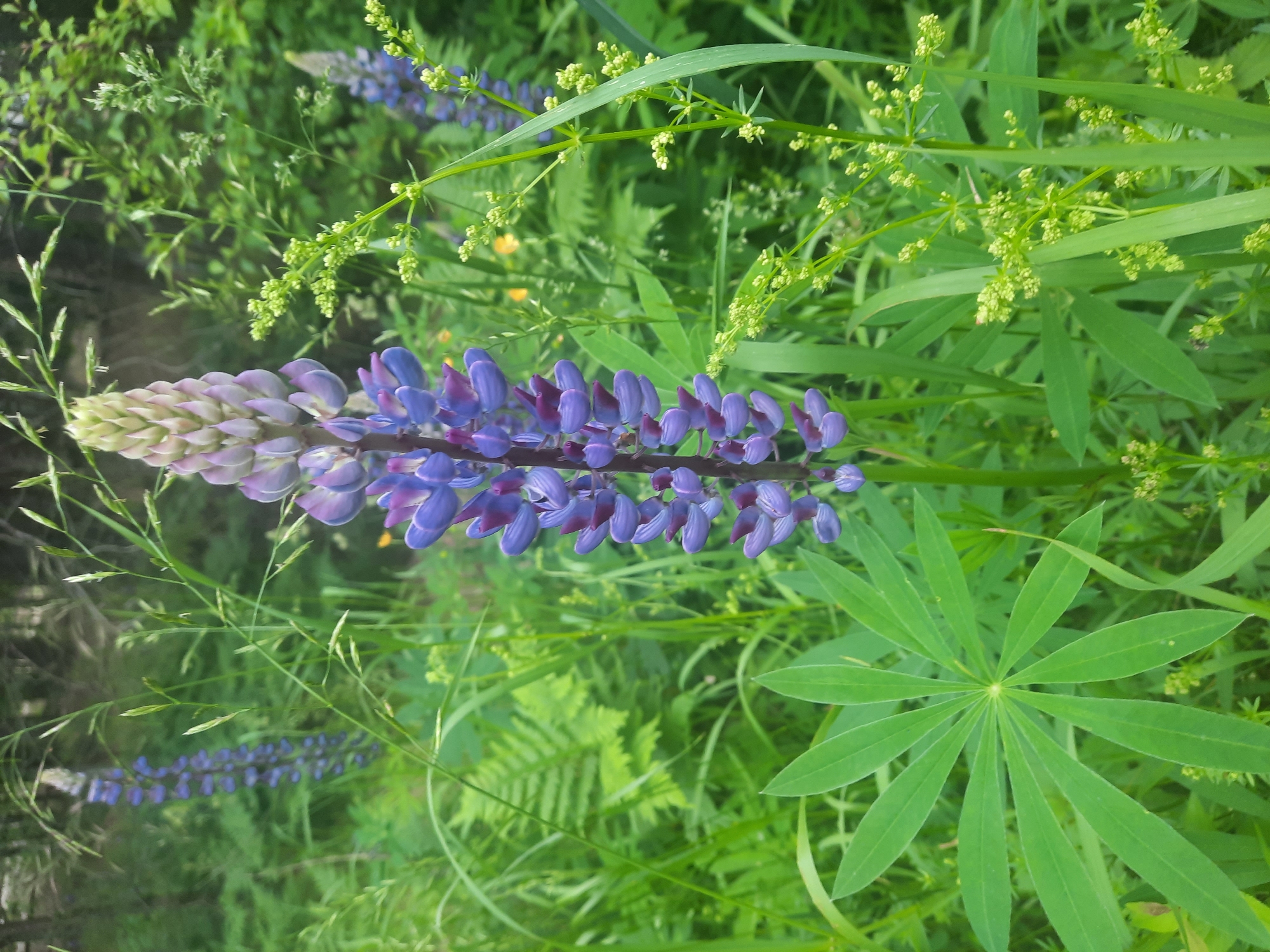 A close-up, eye-level, outdoor shot features a tall, purple lupine flower in bloom, dominating the center of the frame. The flower stalk is densely packed with individual blossoms, transitioning from a pale green at the top to deep purple at the bottom. Surrounding the lupine is a vibrant green environment of lush foliage, including ferns and tall grasses. To the lower left, a palmate lupine leaf fans out, its individual leaflets distinct. To the right of the central lupine, a stalk with small, clustered green flowers is visible, and further in the background, another purple lupine stalk can be seen, along with hints of yellow wildflowers. The overall impression is one of a natural, undisturbed meadow or woodland edge, likely in a rural setting.