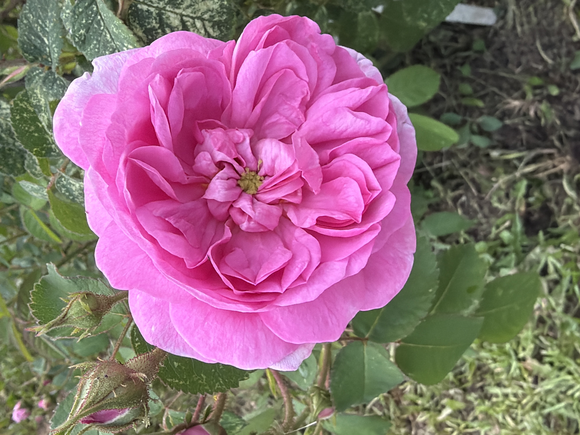 A close-up, top-down shot captures a vibrant pink rose in full bloom, its petals intricately layered and ruffled, forming a dense, circular center with a hint of yellow stamens. The rose is surrounded by lush green leaves, some of which appear slightly variegated with lighter green or white speckles. To the left of the main bloom, several green rosebuds are visible, some tightly closed and others beginning to unfurl, showcasing their pink interiors. The background consists of more foliage and a blurred ground cover of grass and soil, suggesting an outdoor garden setting. The lighting is natural, highlighting the texture and color of the rose. The scene is devoid of any human presence.