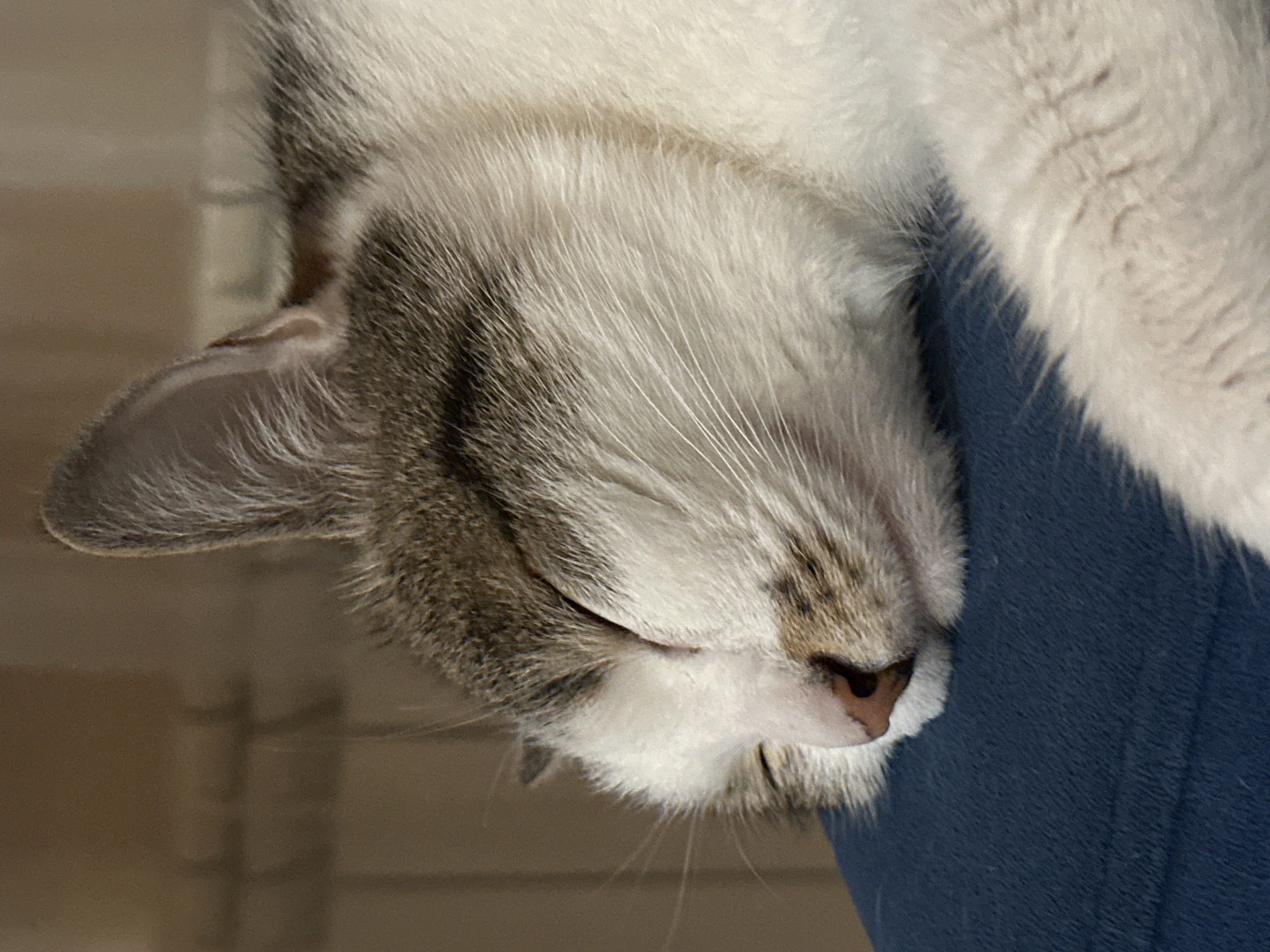 A close-up shows a cat's head resting on a blue surface. The cat's fur is a mix of white and grey. The cat is sleeping. The scene does not appear to be located in Krasnoyarsk, Russia.
