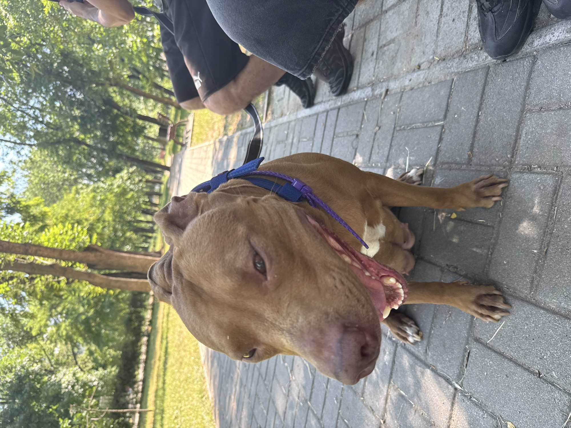 A brown pit bull dog with a blue collar sits on a stone pathway in a park. The dog is panting with its mouth open, revealing its teeth and pink tongue. The dog is leashed to a person whose legs are visible to the right of the dog. The person is wearing black shorts and dark shoes. In the background, trees and green grass are visible, suggesting an outdoor, daytime setting.