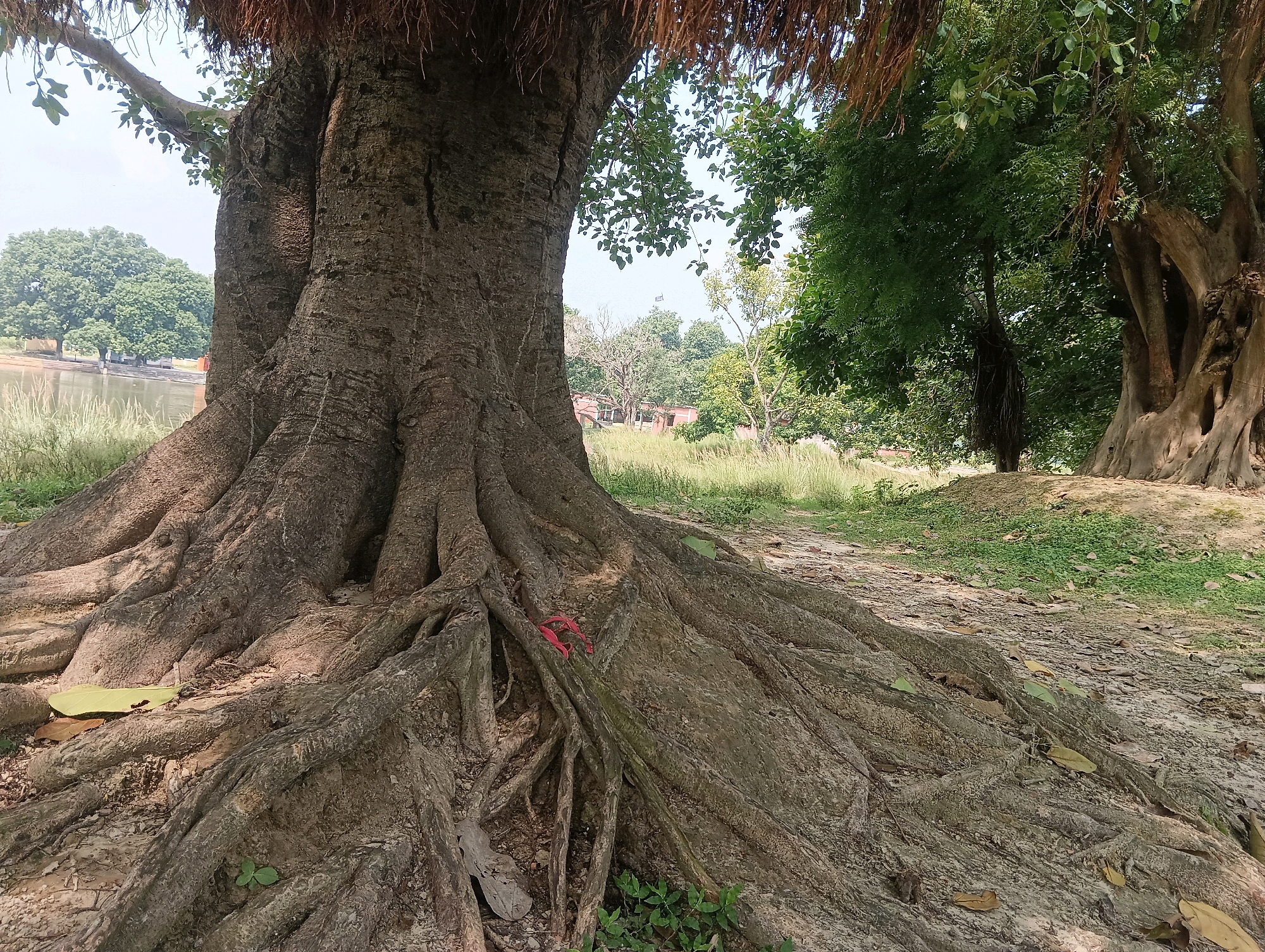 The image displays the buttressed roots of a large tree in Tilkar, India. The tree is situated near a body of water, possibly a river or lake, with green grass and other trees in the background. The roots are exposed and spread widely across the ground, with some fallen leaves scattered around. A small red object, possibly a piece of cloth or ribbon, is tied to one of the roots. The scene is illuminated by natural daylight.