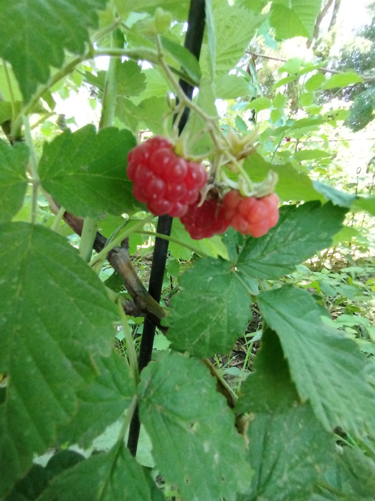 The image depicts a close-up view of ripe raspberries hanging from a branch, surrounded by green leaves. A dark vertical stake supports the raspberry plant. The background consists of a blurred natural environment with foliage and trees. The scene appears to be an outdoor garden or natural setting. The raspberries are a vibrant red color and appear plump and juicy. The leaves are a rich green and some show signs of texture and veining. The lighting suggests it is daytime, with some dappled sunlight filtering through the leaves. There are no people or animals visible in the image.