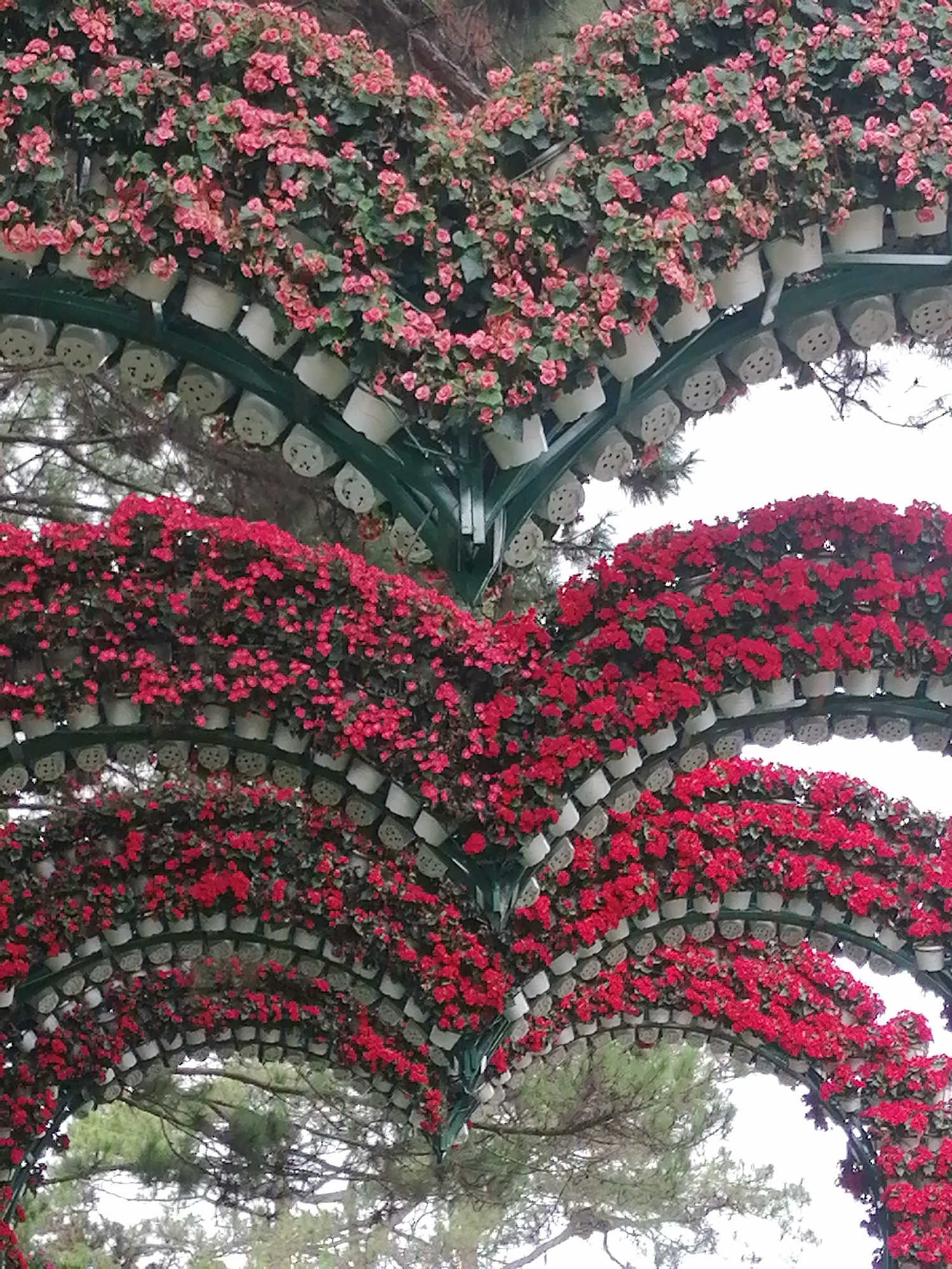 The image shows an arched structure covered in pots of flowers in Da Lat, Vietnam. The structure is made of green metal and supports rows of white pots. The top arch features pots filled with pink flowers, while the lower arches are covered in red flowers. Trees and foliage are visible in the background. The sky is overcast.