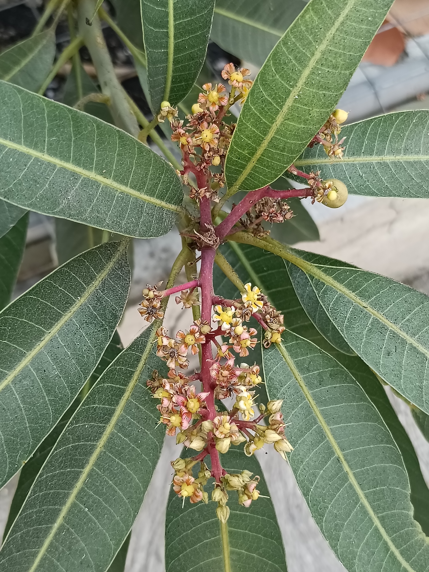A close-up, vertical, eye-level shot captures a cluster of young mango flowers and a developing mango fruit amidst a backdrop of large, green mango leaves. The mango inflorescence, with its reddish stem, is adorned with numerous small, delicate flowers that exhibit yellow and pinkish-red hues. Some of these flowers appear to be in various stages of blooming, with delicate petals and visible stamens. A single, tiny, pale green mango fruit is visible, attached to a stem near the top of the inflorescence. The surrounding mango leaves are broad and elongated, with prominent parallel veins and a slightly dusty surface. The overall environment appears to be outdoors, possibly in a garden or orchard, with a muted, neutral background that suggests an urban setting in Kediri City, Indonesia. The lighting is natural, casting soft shadows and highlighting the textures of the leaves and flowers. The image is focused on the botanical details of the mango plant, emphasizing the early stages of fruit development.