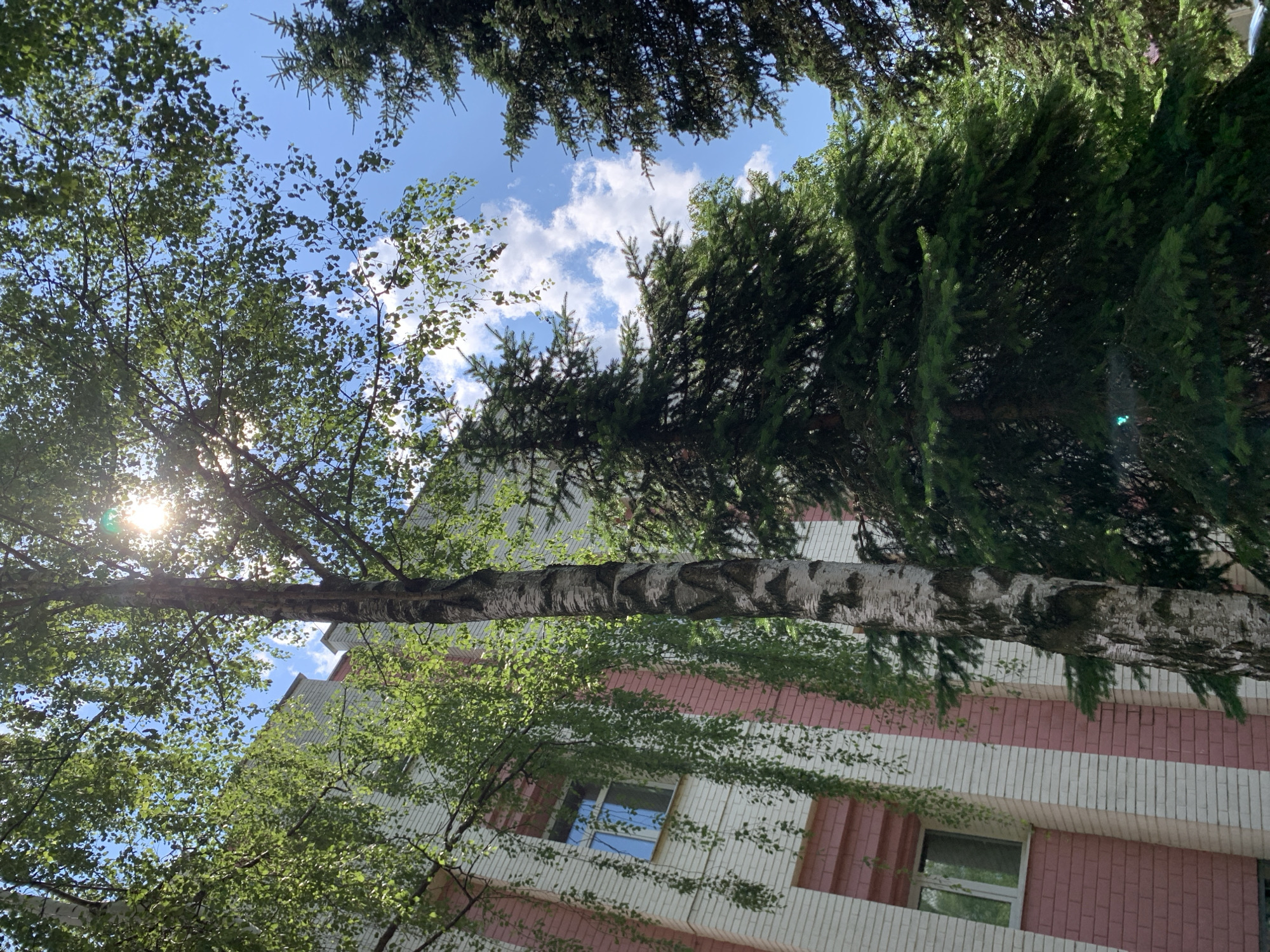 A low-angle, eye-level shot captures a building and trees on a bright, sunny day. The building, constructed from light-colored bricks with prominent pink vertical stripes, features several windows. In front of the building, a tall, thin birch tree with distinctive white and black bark stands prominently. To the right of the birch, several dark green evergreen trees create a dense foliage background. The sky is a clear blue, punctuated by fluffy white clouds. Sunlight filters through the leaves of the birch tree, creating bright lens flares and dappled light patterns. The overall scene suggests an outdoor urban environment, possibly a park or the grounds of an institution in Minsk, Belarus.