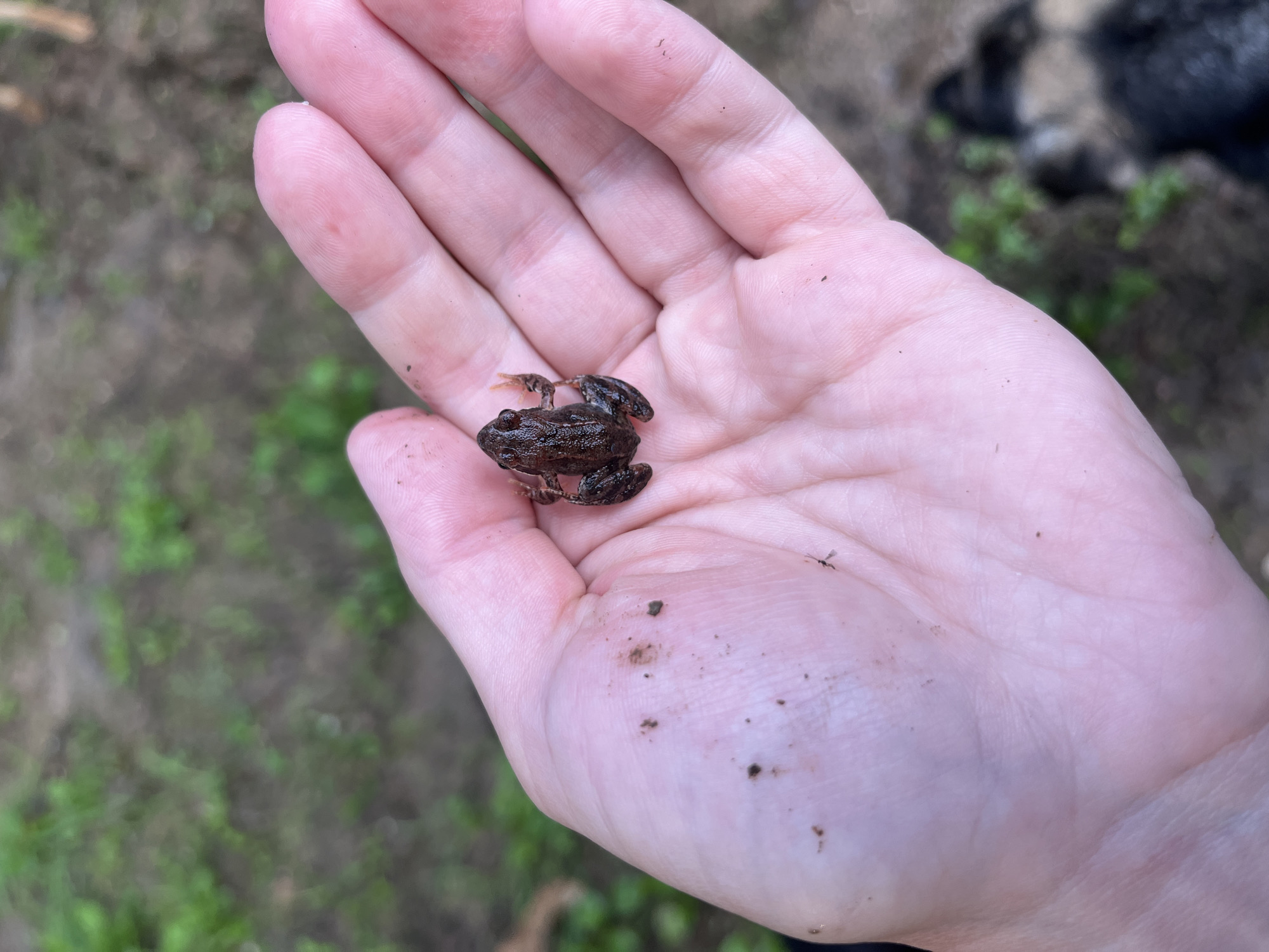 A small, dark brown frog is held in a person's open palm. The frog is positioned slightly off-center to the left, with its legs extended. The palm is lightly speckled with dirt. The background is blurred, showing a patch of green grass and soil. The image is a close-up shot, focusing on the frog and the hand. There is no identifiable location in Nizhny Tagil, Russia, or any other specific geographic marker within the image.
