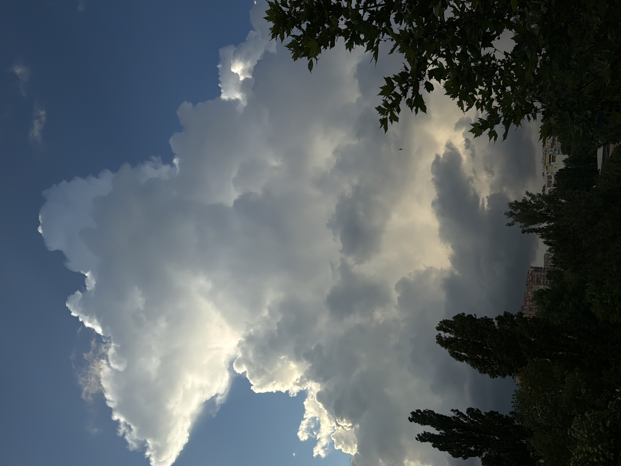 A dramatic, vertically oriented outdoor scene in the city of Unknown, Unknown, captures a large, dynamic cloud formation dominating the sky above a treeline and distant urban structures. The upper left and right portions of the sky reveal clear, deep blue sections, contrasting sharply with a massive cumulonimbus cloud system. This cloud system, spanning from the upper left to the lower center and extending rightward, features brilliant white, sunlit edges and tops, indicative of strong illumination. The lower and internal sections of the clouds transition to dark gray and blue-gray, creating deep shadows and suggesting significant depth and volume. Patches of lighter, almost golden light are visible within the darker cloud masses, particularly towards the lower-middle right.
In the foreground, two distinct sets of trees frame the bottom of the image. On the far left, two tall, slender, dark-silhouetted trees, possibly poplars, rise against the brighter clouds. On the right, a large branch from a leafy tree, with palmate leaves suggestive of a maple or sycamore, extends into the frame, partially obscuring the sky and distant elements. A dense line of dark green trees forms a horizon line below the clouds, partially obscuring the mid-ground. Above this treeline and through the clouds, multiple multi-story buildings are visible in the mid-ground, their facades varying from light-colored (beige, white) to darker tones, some partially illuminated while others are in shadow. A small, dark bird is captured in flight in the mid-right portion of the image, below the main cloud mass and to the left of the prominent tree branch. The overall lighting is intense on the cloud tops, with the lower atmosphere and terrestrial elements appearing in significant shadow or under muted light. No human figures are present.