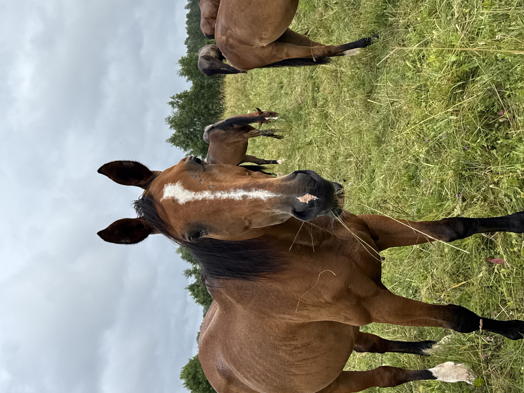 A group of brown horses graze in a field under a cloudy sky. The closest horse, facing the camera, has a white blaze on its face and is chewing on hay. Other horses are visible in the background, some with their heads down grazing and others standing. The field is covered in green grass with some scattered wildflowers. In the distance, a line of trees forms the horizon. The image appears to have been taken in Galinė, Lithuania.