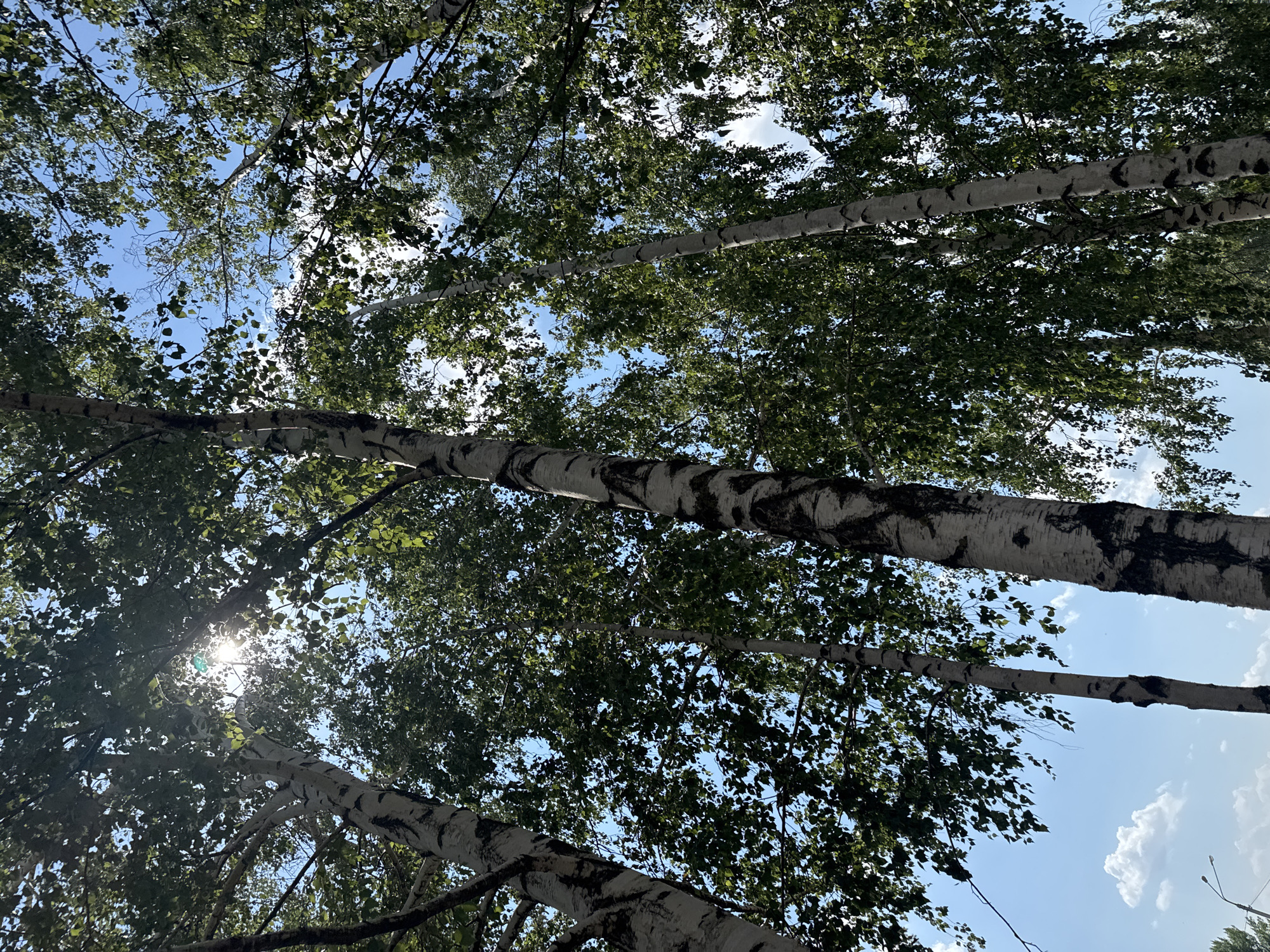 This is a low-angle shot looking up at several tall birch trees with white, black-marked bark. Their green leaves create a canopy against a bright blue sky with scattered white clouds. The sun is visible, shining through the leaves, creating a lens flare effect. The scene appears to be set in a park or natural area. The overall mood is bright and serene. No text is visible in the image.