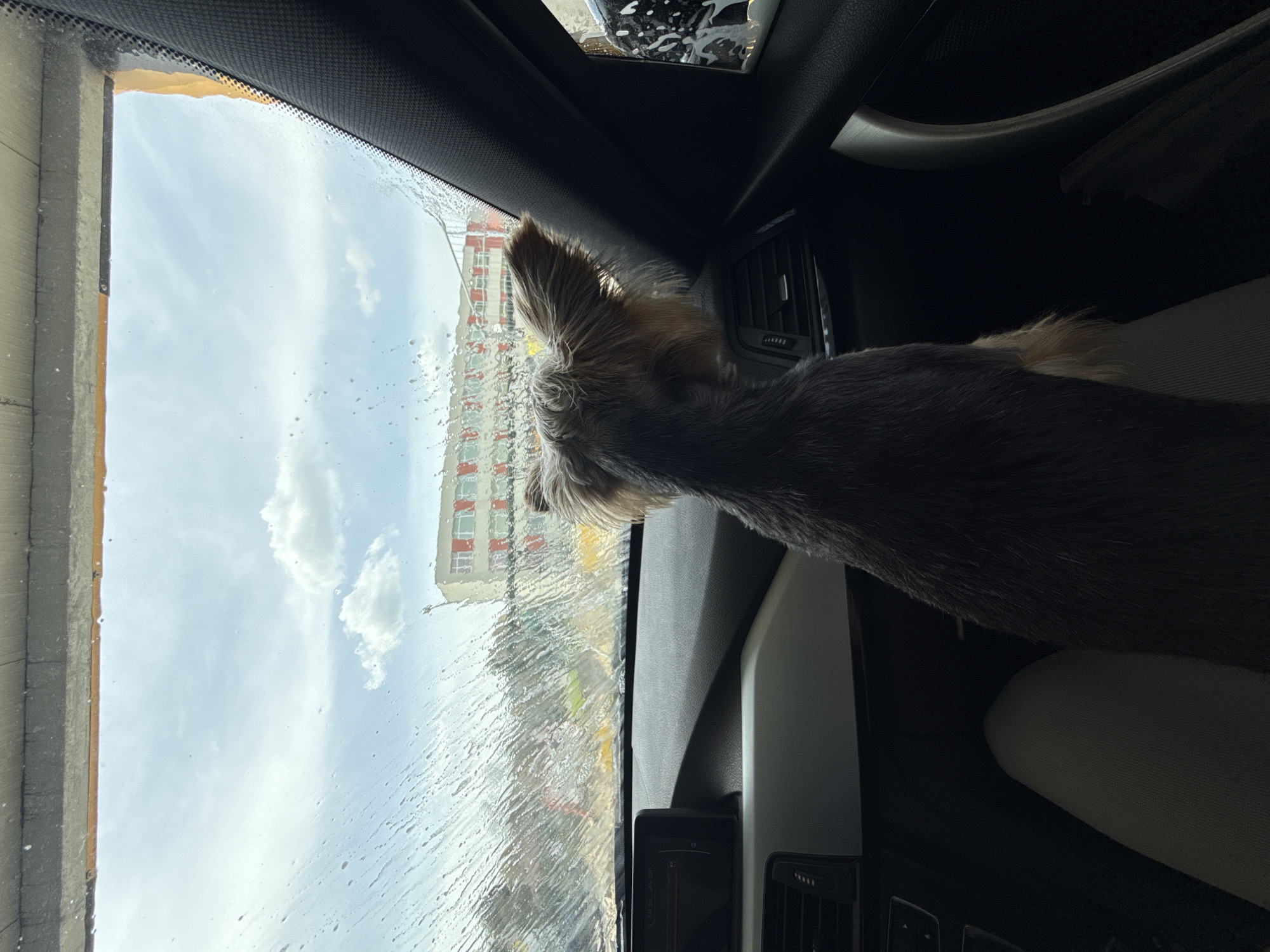 The photo, taken from the interior of a car, shows a small, long-haired dog looking out the driver-side window of a car wash. The sky is visible through the wet window and a multi-story apartment building in the background. The location is Razgrad, Bulgaria.
