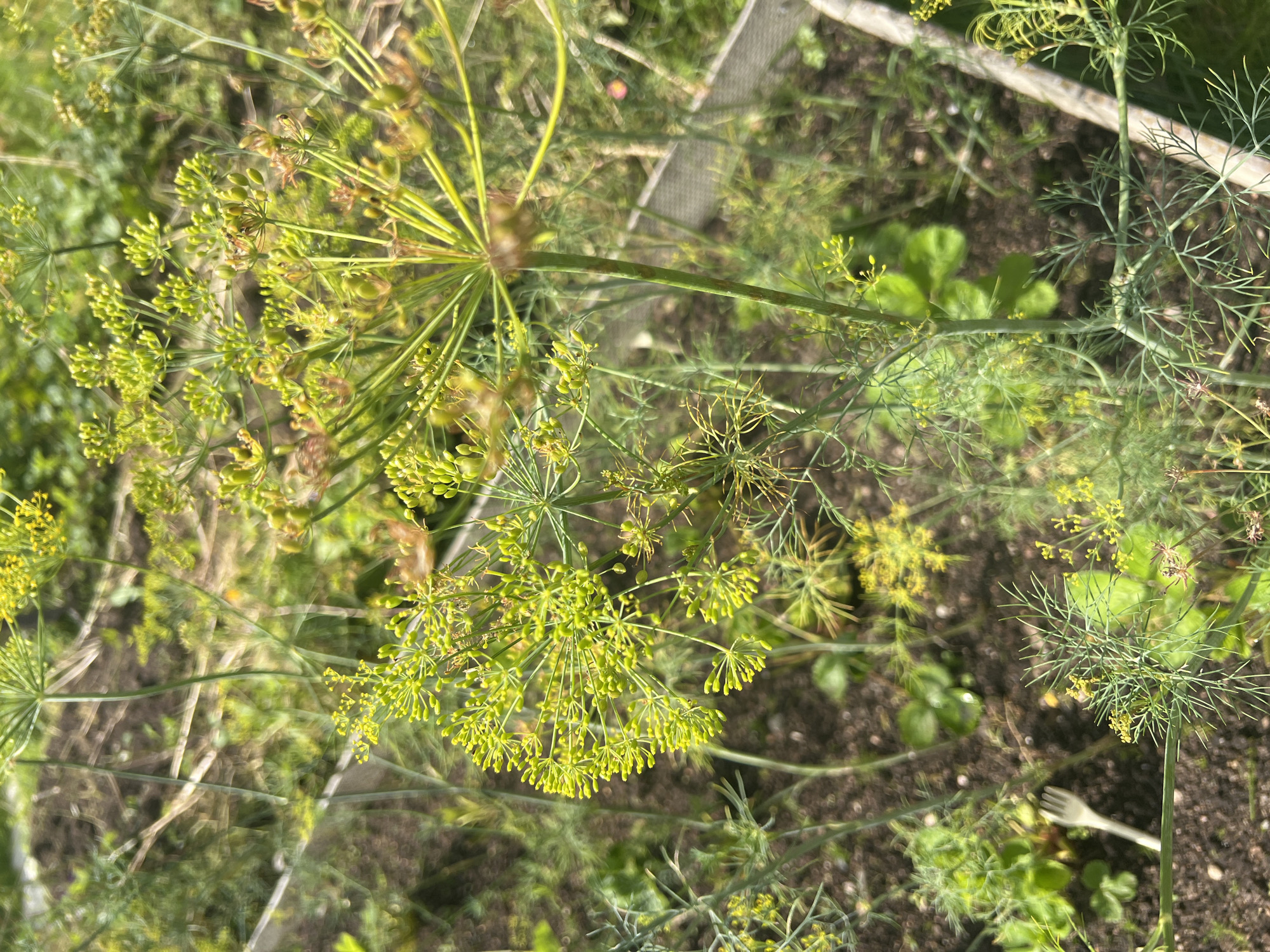 The image displays an outdoor close-up of dill plants in bloom, likely in a garden. The plants have feathery green foliage and small yellow flower heads. The soil is visible beneath the plants, along with some other green vegetation. In the background, a light-colored fence or border is present. A small white fork is embedded in the soil on the left side of the frame. The lighting suggests a sunny day. No specific location within Роса Снт, Russia, can be identified from the image itself.