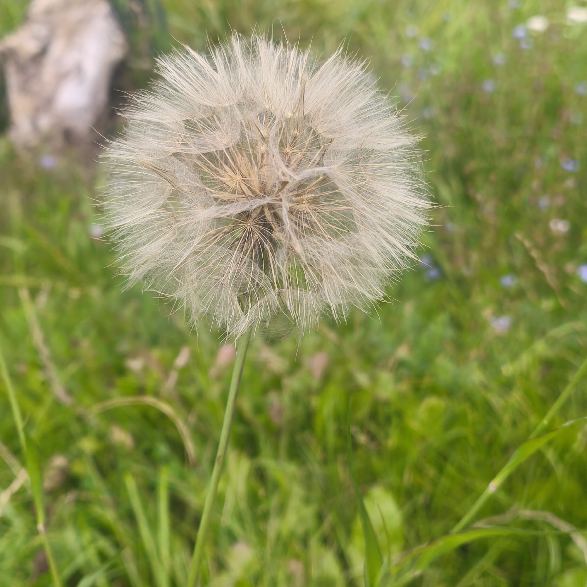 A close-up, shallow-depth-of-field photograph showcases a dandelion seed head standing tall on a green, grassy field. The seed head is in focus, its delicate white filaments radiating outwards from a central core. The background is softly blurred, revealing the lush green grass and hints of small blue flowers dotting the landscape, suggesting a natural outdoor setting. In the upper left corner, a light-colored, rough-textured object, possibly a weathered rock or piece of wood, is partially visible and out of focus. No people or animals are present in the image. The lighting appears natural, indicating it was taken during the daytime. The overall impression is one of natural beauty and tranquility in a field environment. The image does not contain any specific identifiable landmarks or elements that would allow for precise location identification within Minsk, Belarus.