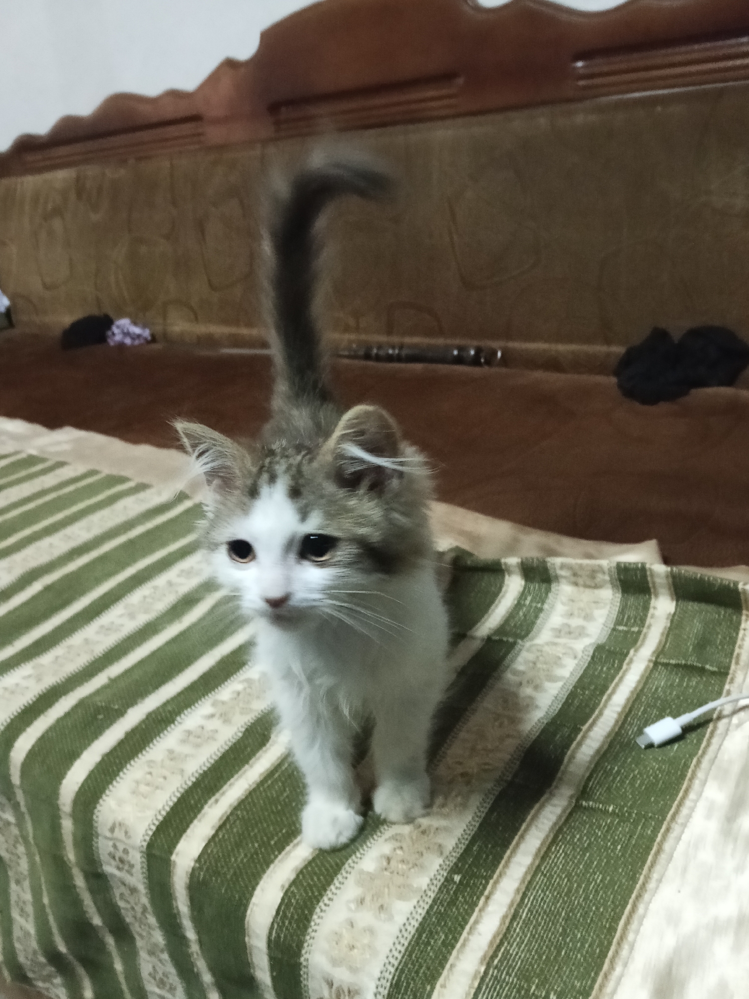 A fluffy, short-haired kitten with white and grey tabby markings stands on a striped bedspread. The kitten's tail is held high and curved over its back. The bedspread has alternating wide green and thinner cream stripes with a textured pattern within the cream stripes. The kitten's head is slightly tilted, and its ears are perked. In the background, a brown upholstered couch is visible, with a few dark-colored items and some patterned cloth lying on it. The lighting suggests an indoor environment, possibly a home. The image does not contain any information that places it in Urus-Martan, Russia.