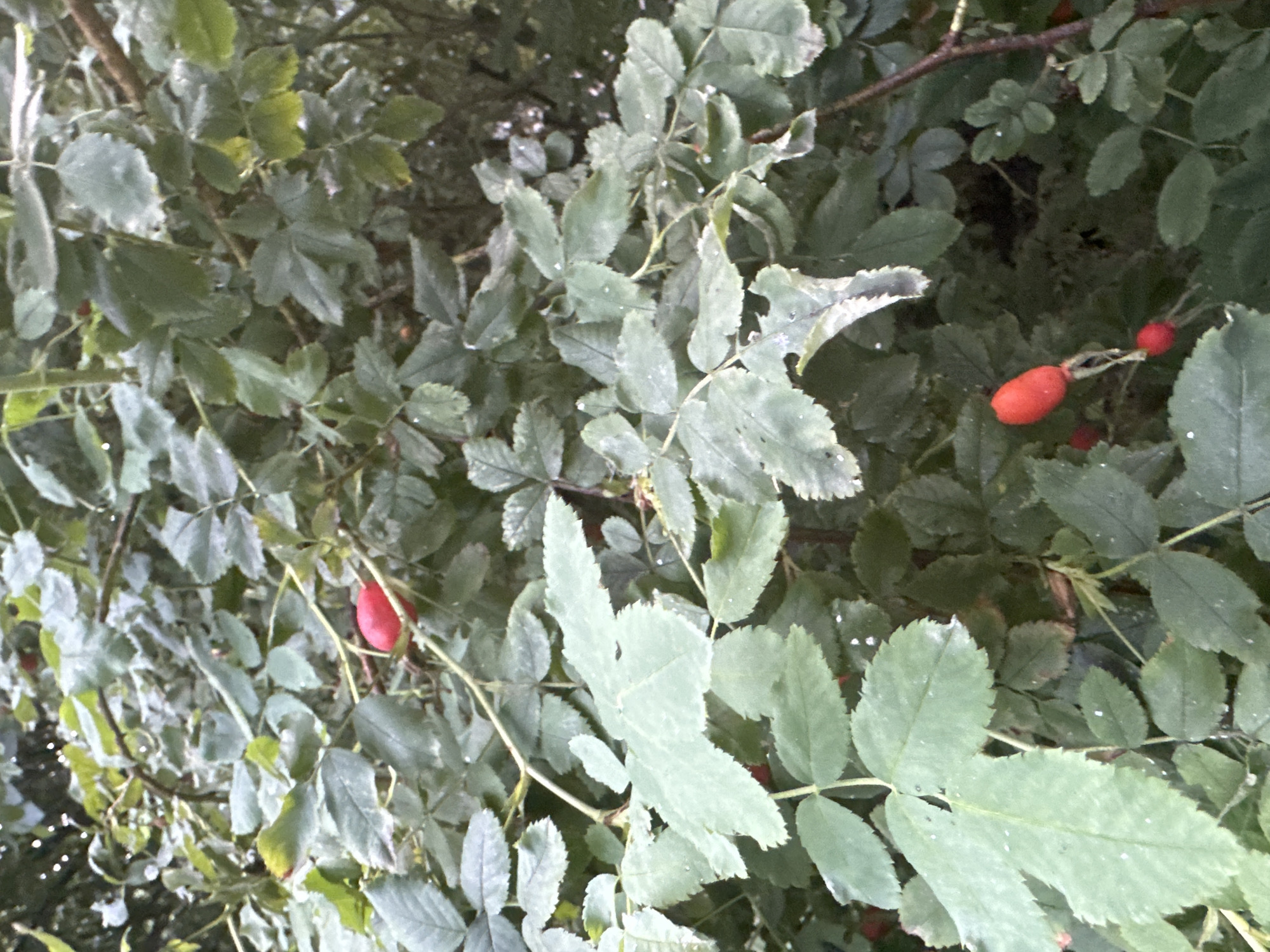 The image is a close-up, eye-level shot of a rosehip bush with numerous green leaves and several bright red rosehips. The foliage appears slightly dusty or water-spotted. The bush is densely packed, obscuring the background, which seems to be other vegetation. There are no people or animals visible in the image. The lighting is overcast, creating a soft, diffused light across the scene. The photograph was taken outdoors, likely in a park or garden setting. The overall impression is one of natural growth and autumnal fruit.