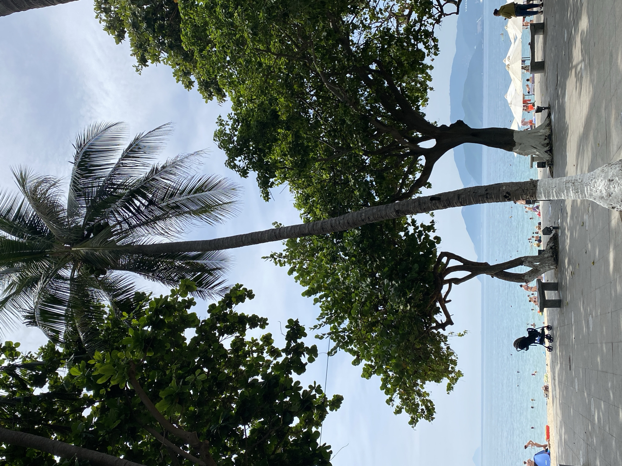 This image depicts a sunny day at Nha Trang beach in Vietnam. A prominent coconut palm tree stands tall in the foreground, its fronds reaching towards a bright, cloudy sky. Lush green trees with dense foliage frame the scene on either side, casting dappled shadows on the paved walkway below.
The beach itself is populated with numerous individuals enjoying the ocean. Some are swimming, while others are relaxing on the sand or under white beach umbrellas. A stroller is visible on the walkway near a stone bench, suggesting a family outing. In the distance, misty blue mountains form a scenic backdrop to the azure sea. A few boats can be spotted on the water. The overall atmosphere is one of a vibrant, bustling beach resort.