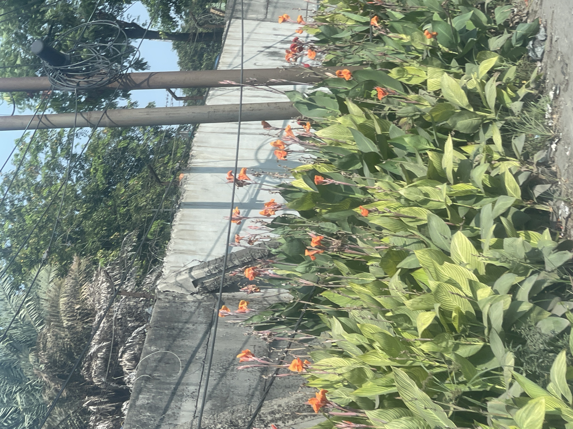 The image depicts a row of vibrant orange Canna lilies blooming along a gray concrete wall. The wall appears to be topped with barbed wire, suggesting it serves as a security barrier. Behind the wall, lush green trees and palm fronds are visible, indicative of a tropical or subtropical environment. Two prominent utility poles stand to the right of the frame, one of which has a coiled bundle of dark cables attached to it. The ground in the foreground is unpaved and appears to be a dirt or gravel surface, with some scattered litter. The overall scene suggests an urban or semi-urban setting in North Jakarta, Indonesia, characterized by a mix of natural greenery and man-made infrastructure. No people are present in the image.
